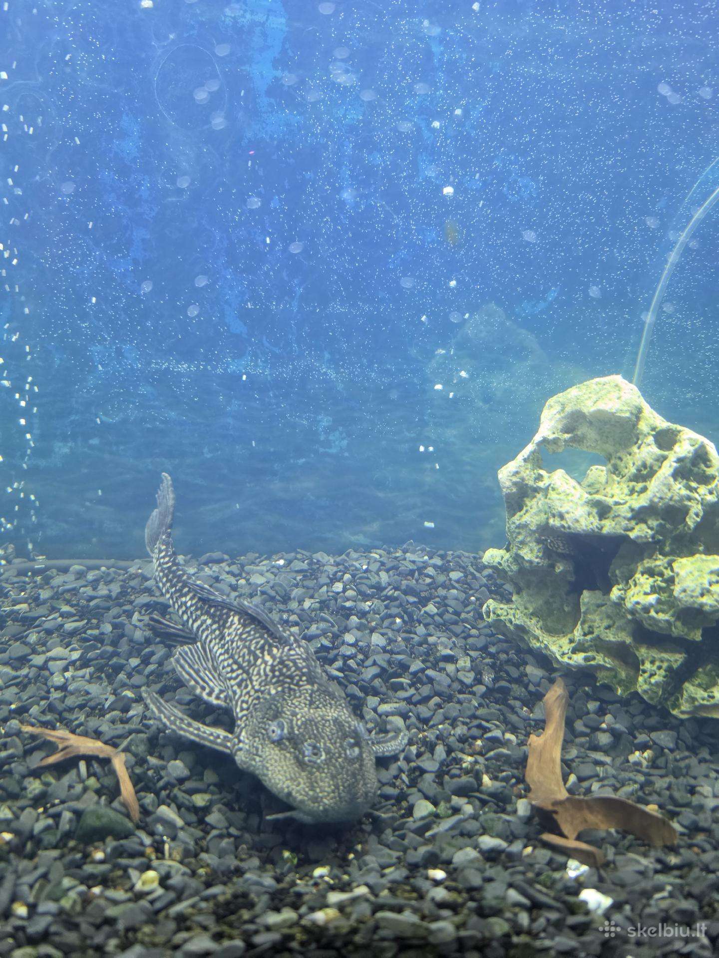 Didelis akvariumo žuvų rinkinys: ciklidų ir šamų