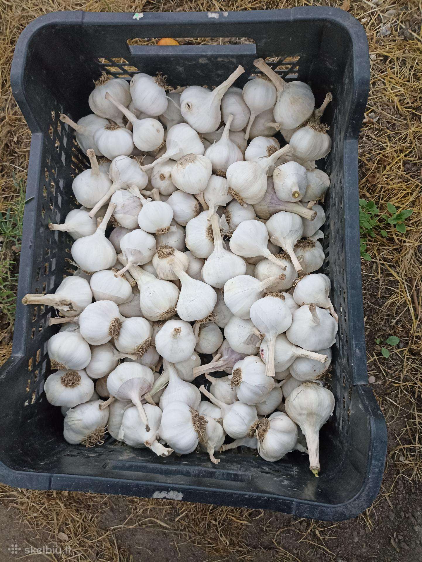 Vasariniai česnakai
