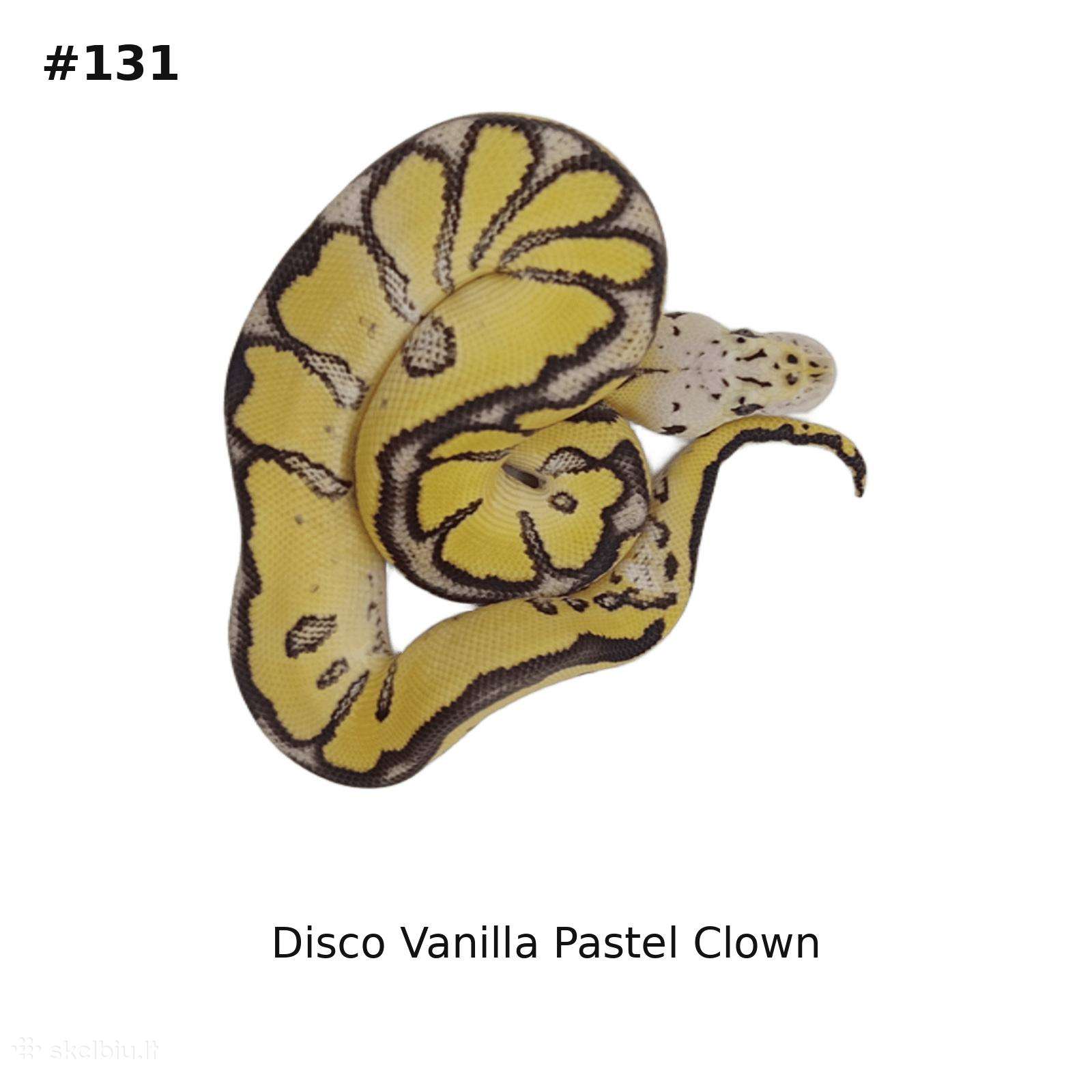 Python regius (Ball python)