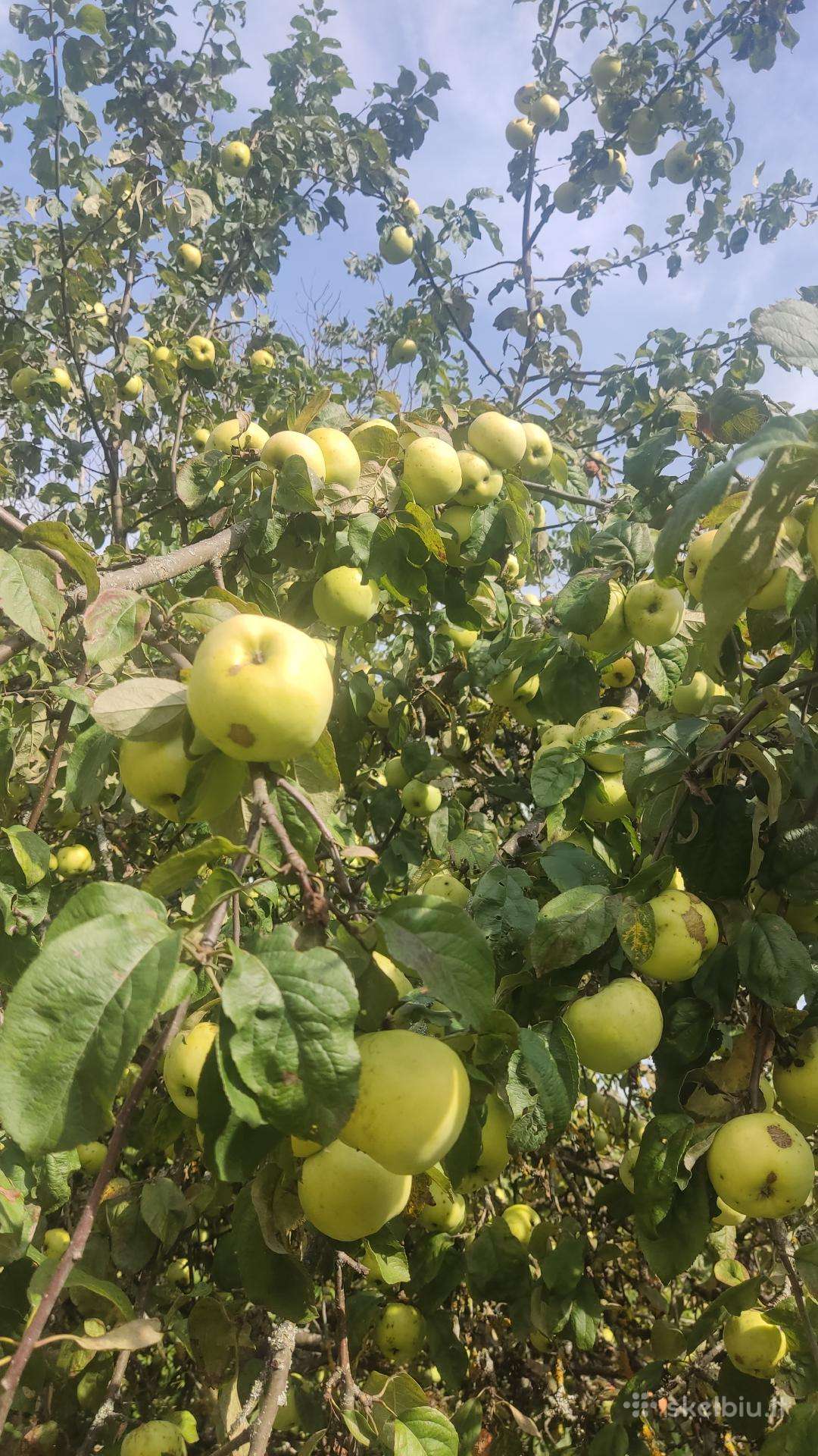 Antaniniai obuoliai