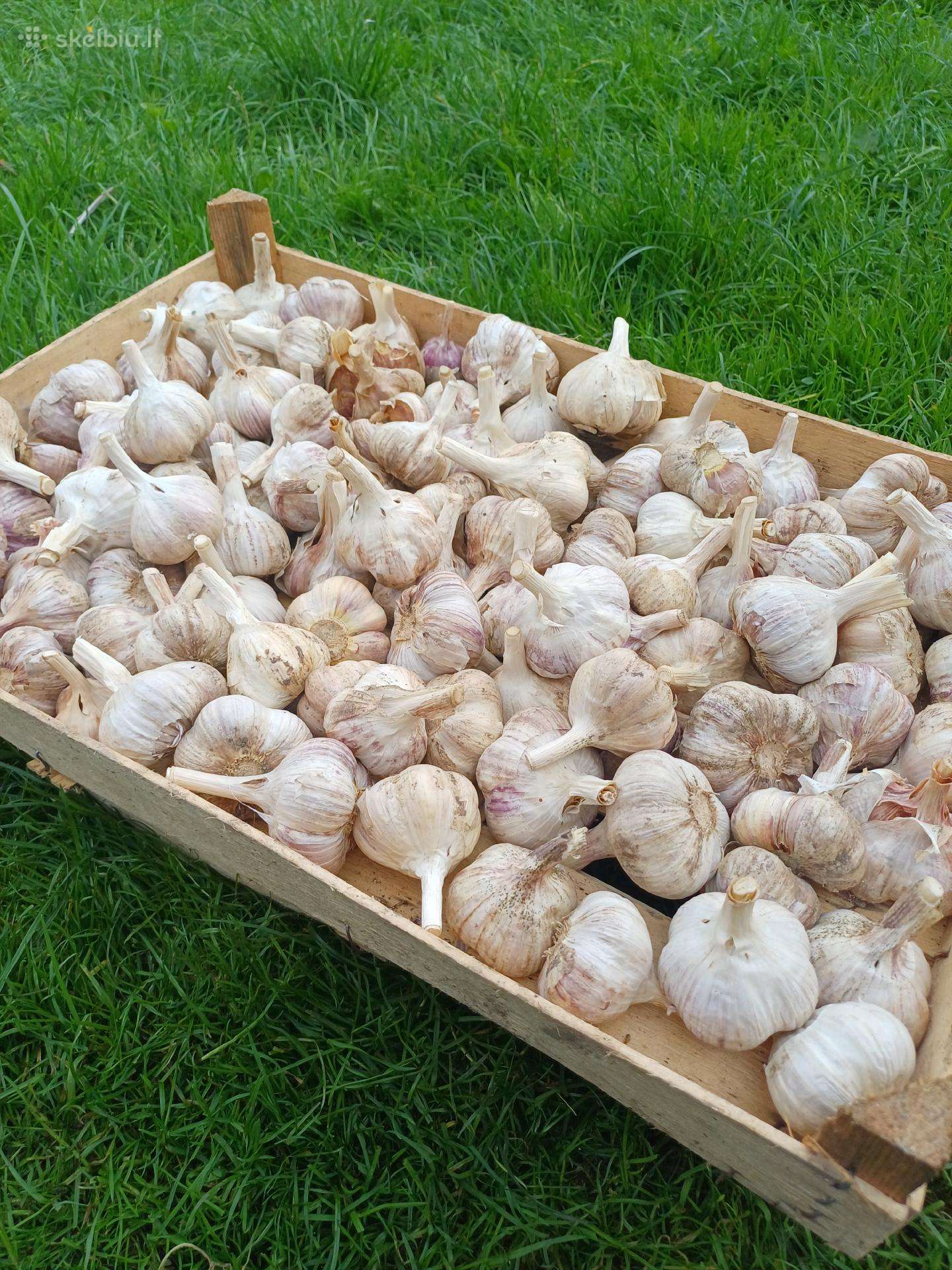Parduodu česnakus