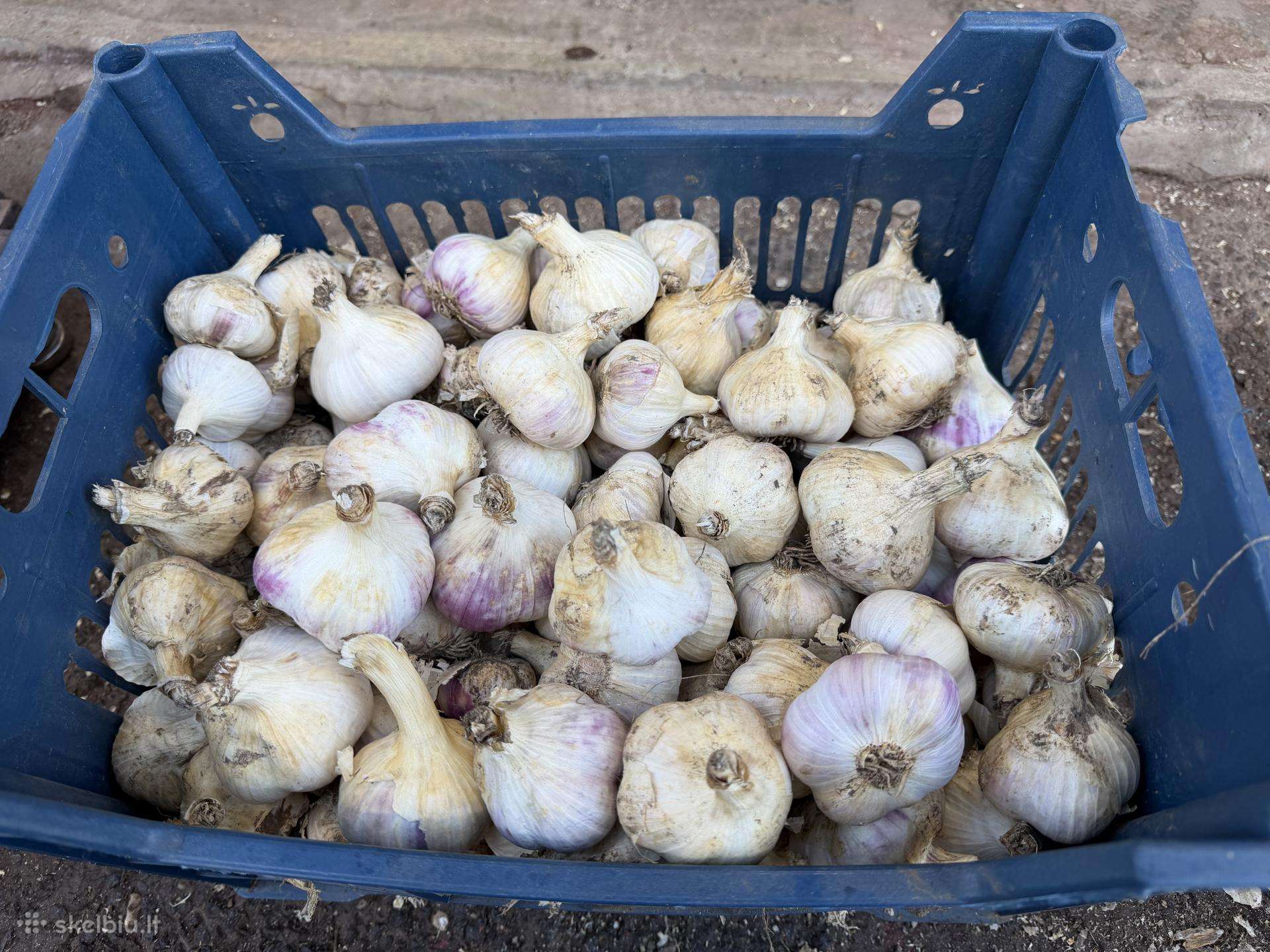 Parduodami česnakai Liubaša