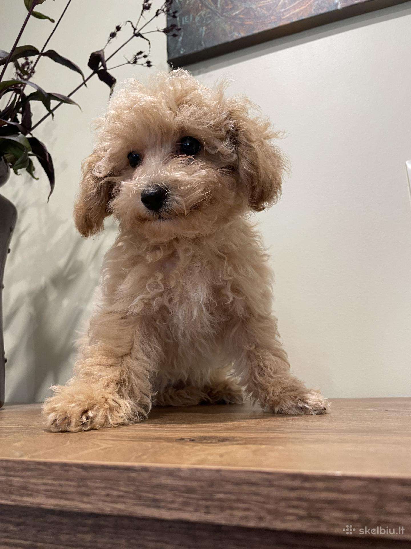Maltipoo