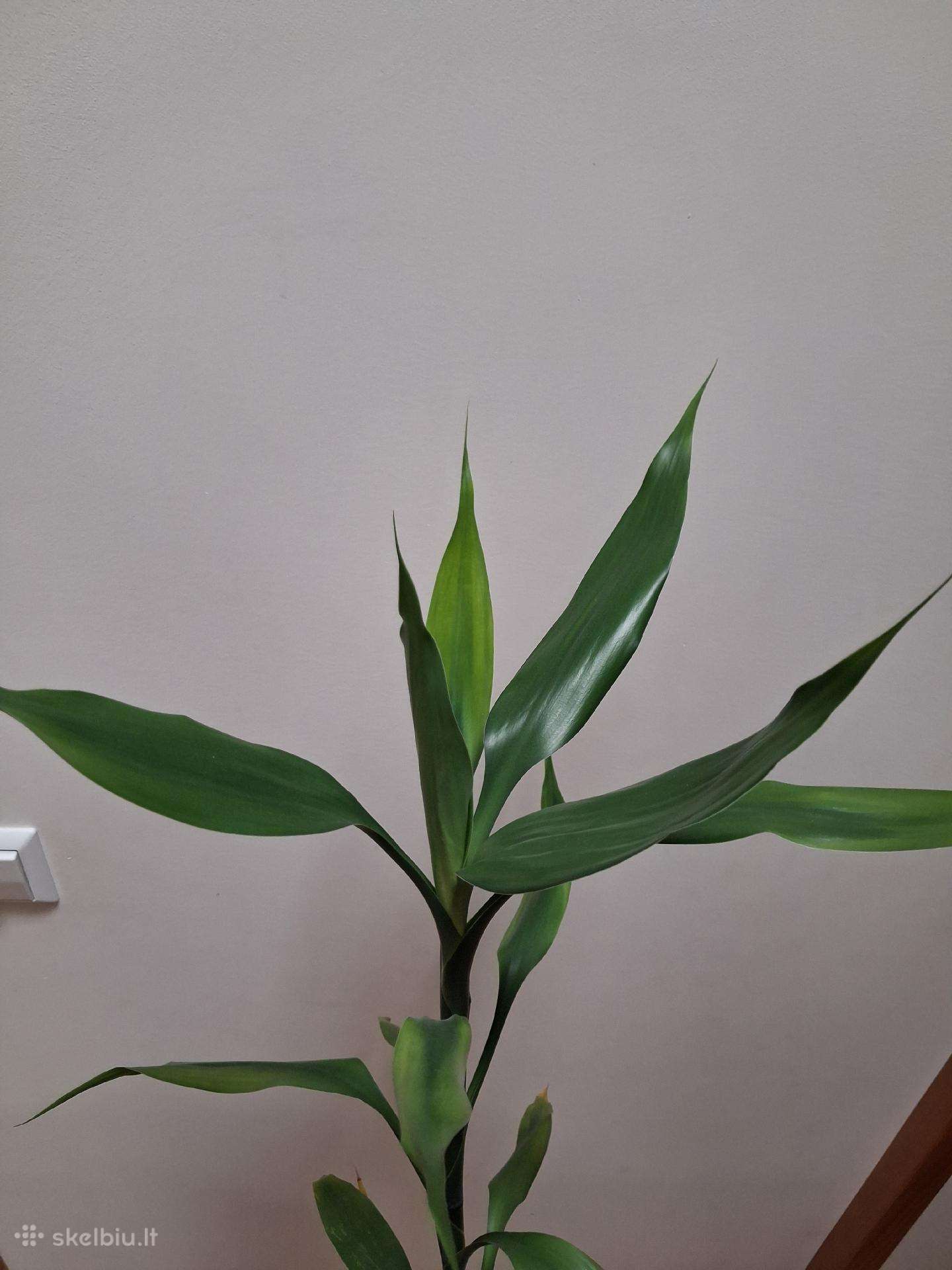 Laimės bambukas (dracena)