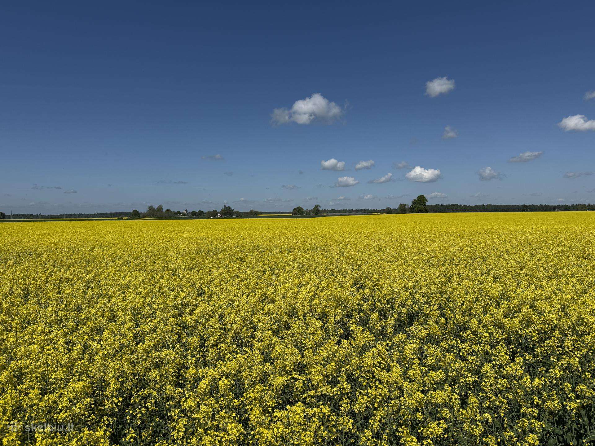 Ieškau žemės nuomos Šiaulių r
