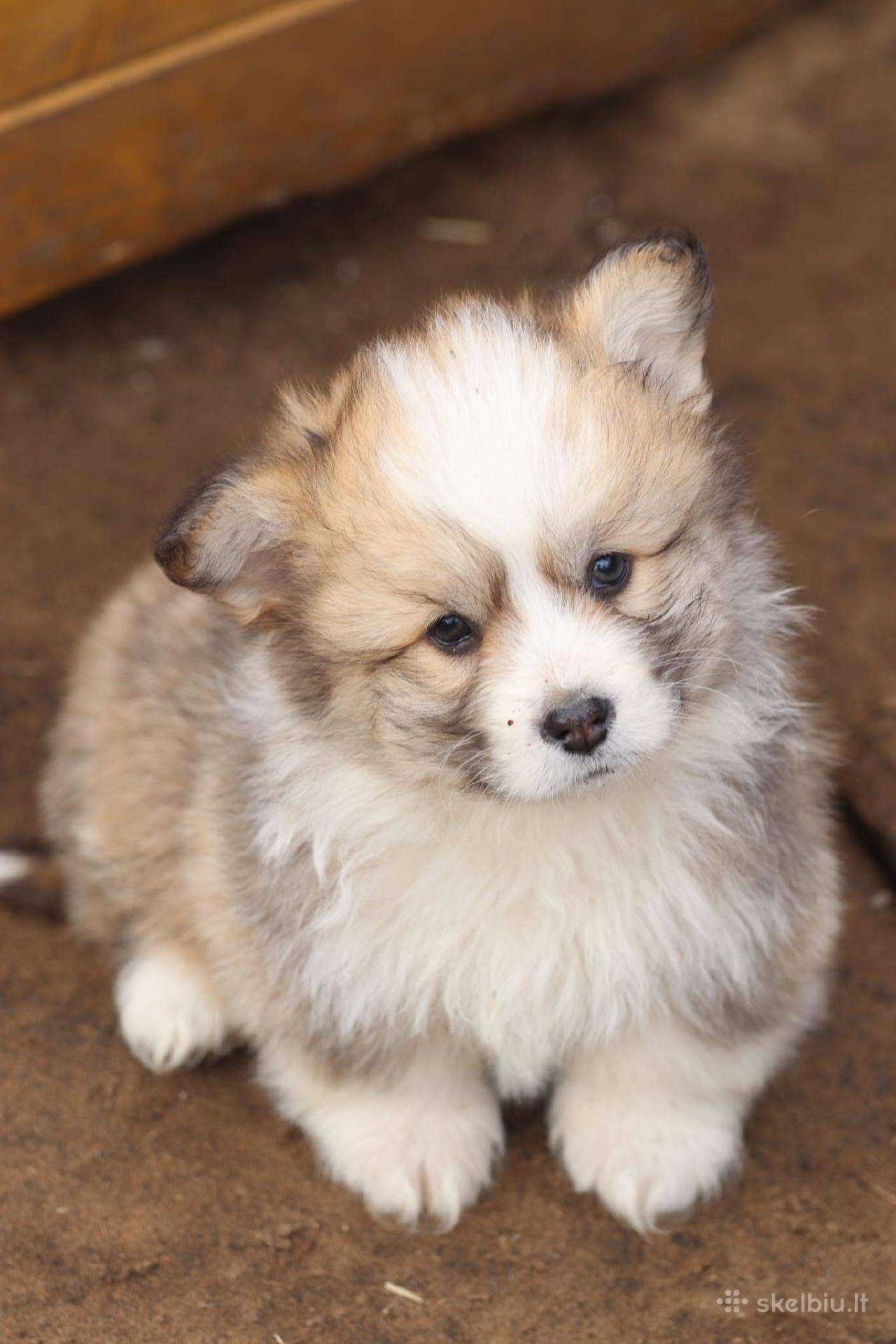 Top Welsh corgi pembroke fluffy & standard