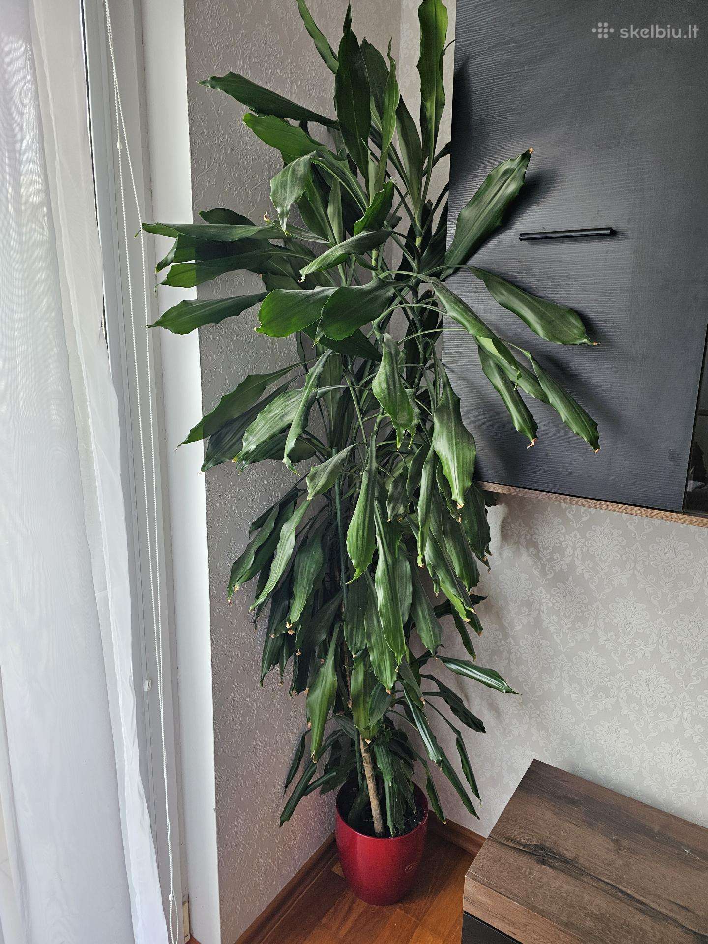 Kambarinė gėlė kvapioji dracena