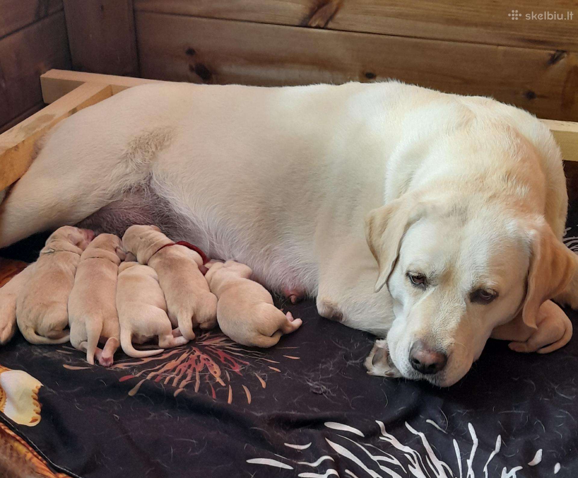 Labrador Retriever