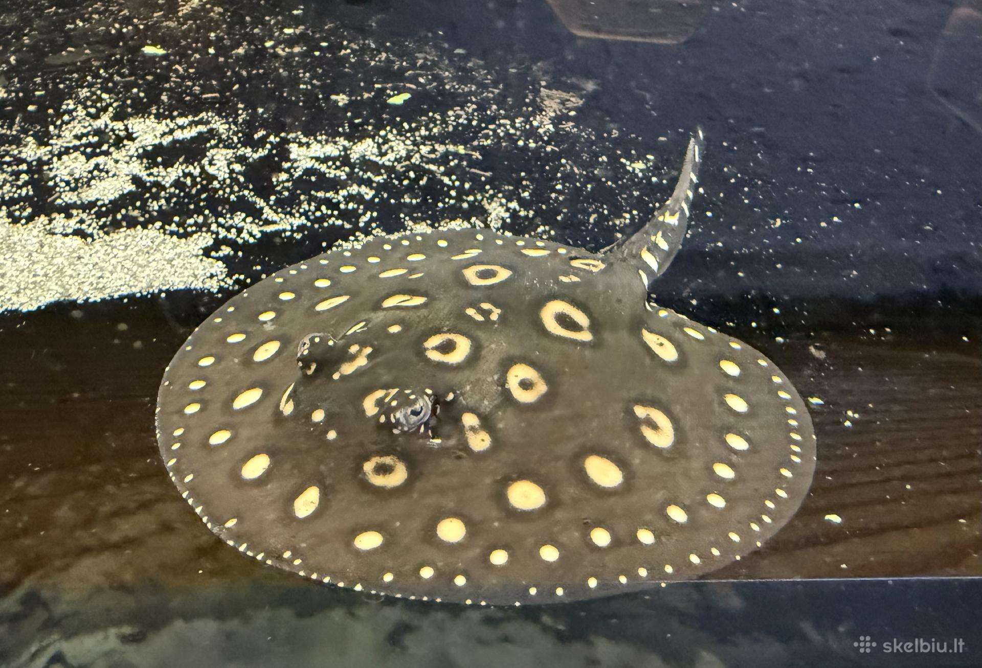 Parduodu Bd rajos (Potamotrygon leopoldi) patiną