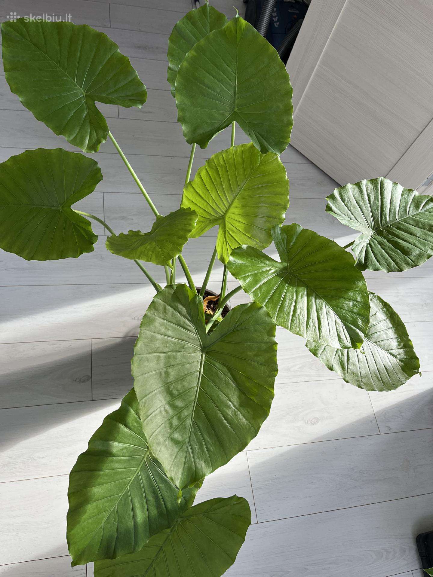 Didelė Alocasia Gageana