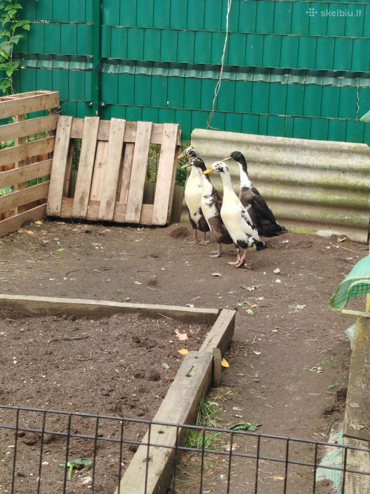 Parduodu indijos bėgikus