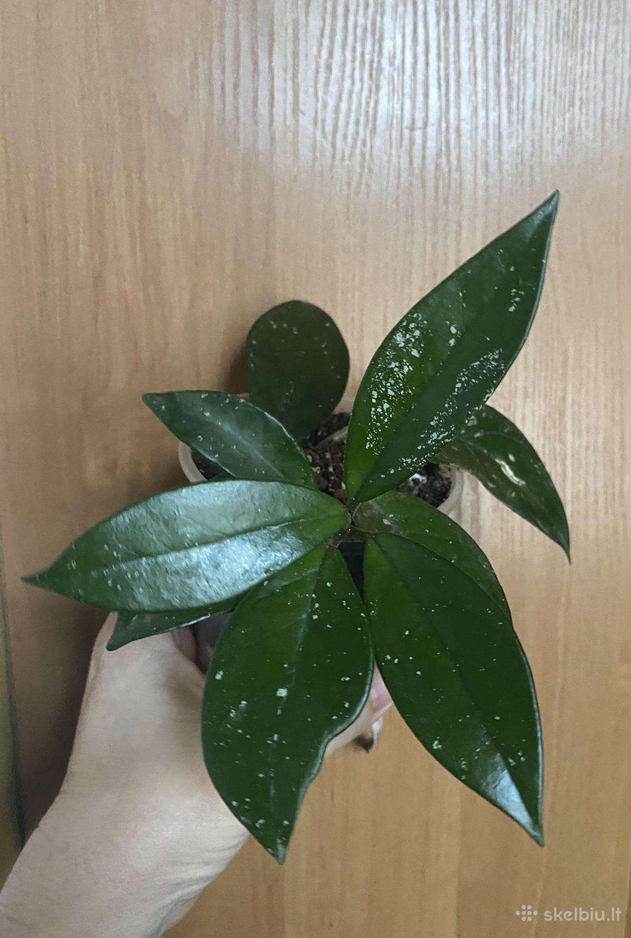 Hoja