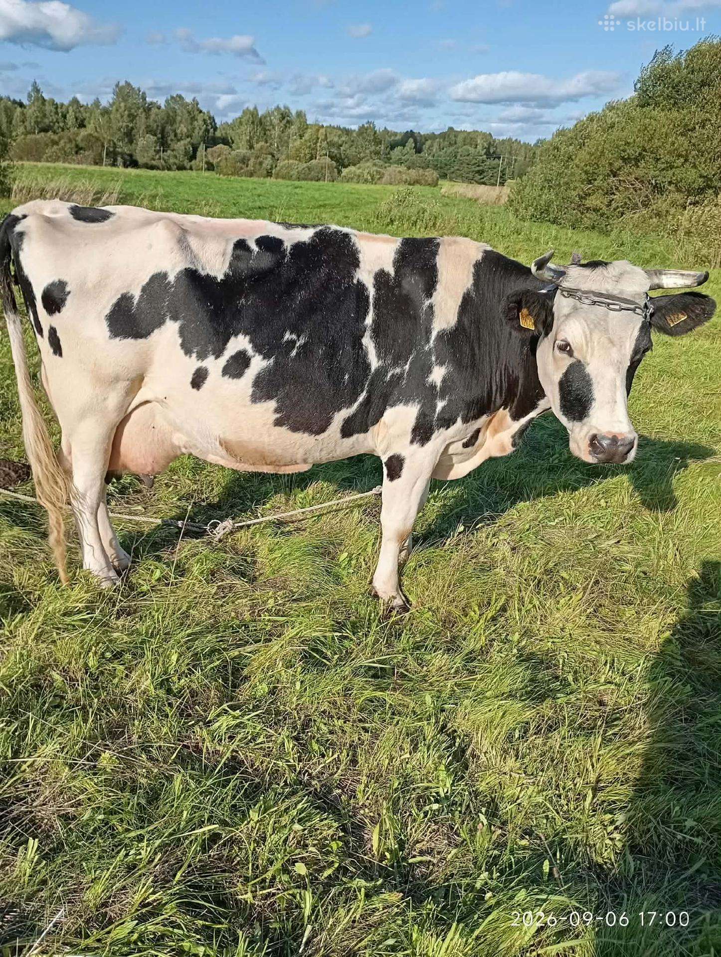 Karvė