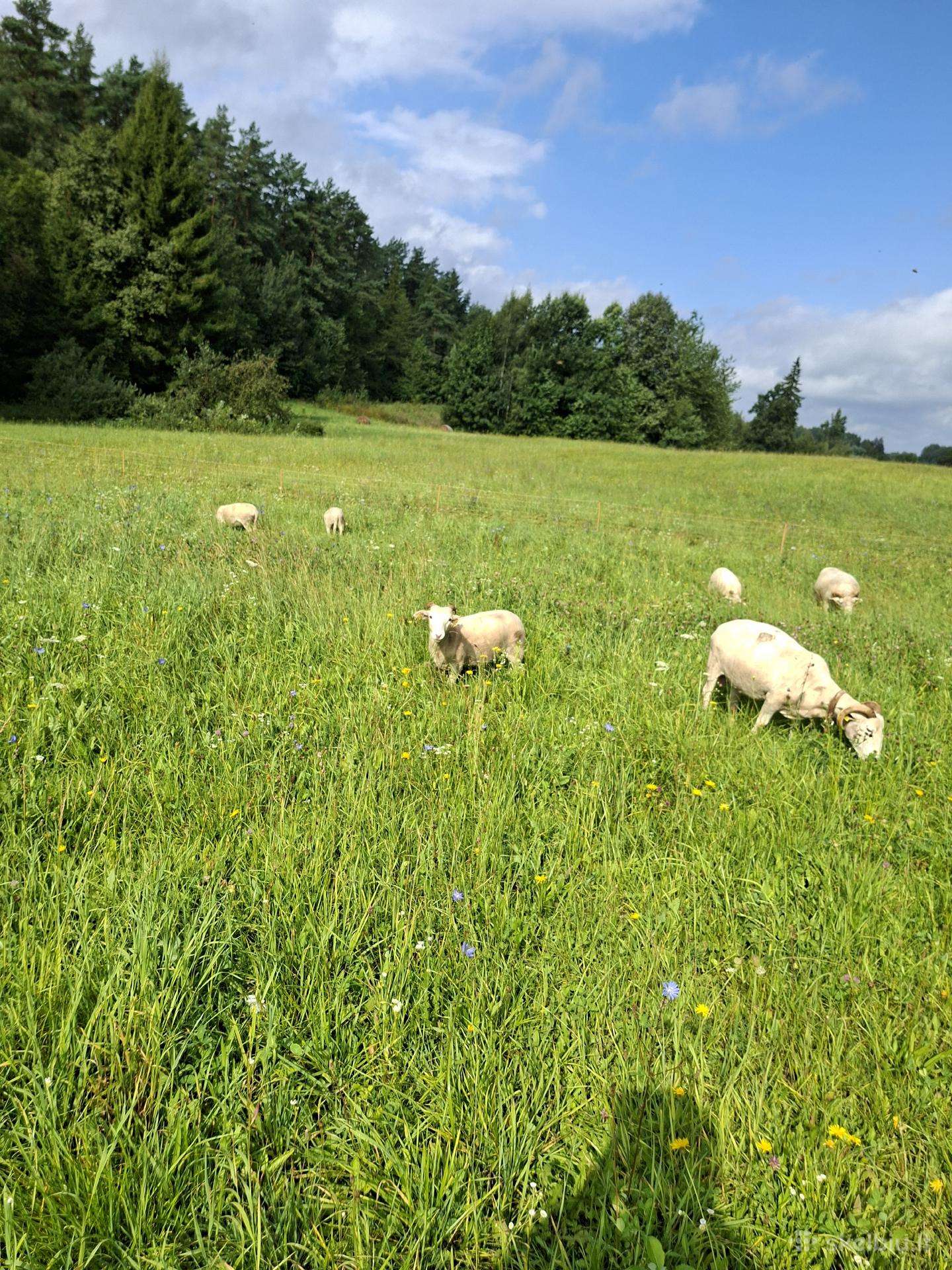 4 vilšylhornų avytės
