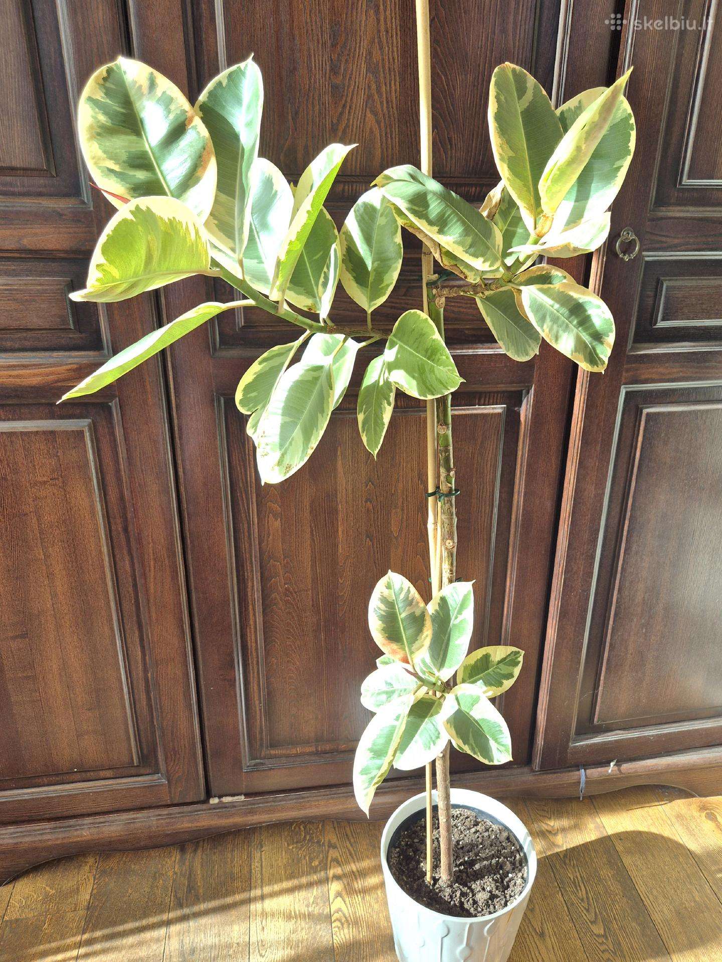 Kambarinė gėlė "Stambialapis Fikusas"(130cm)