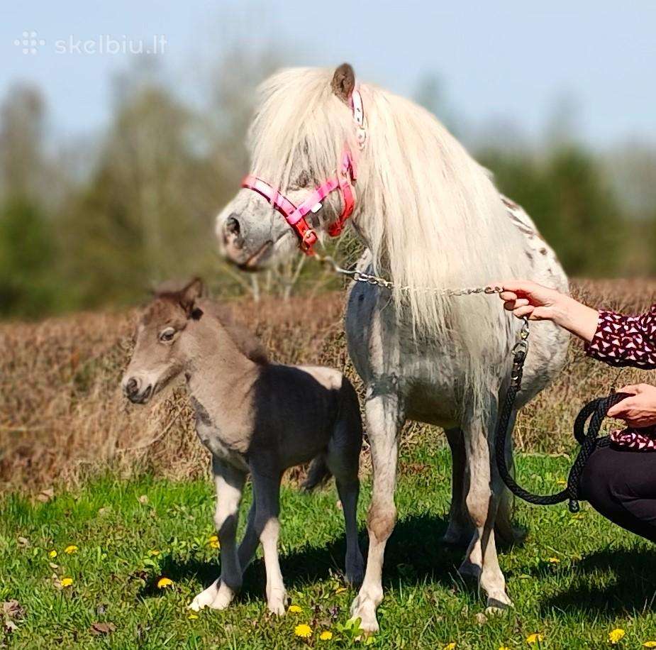 2026 m. sezono poni kumelaitė Konfeti Karma