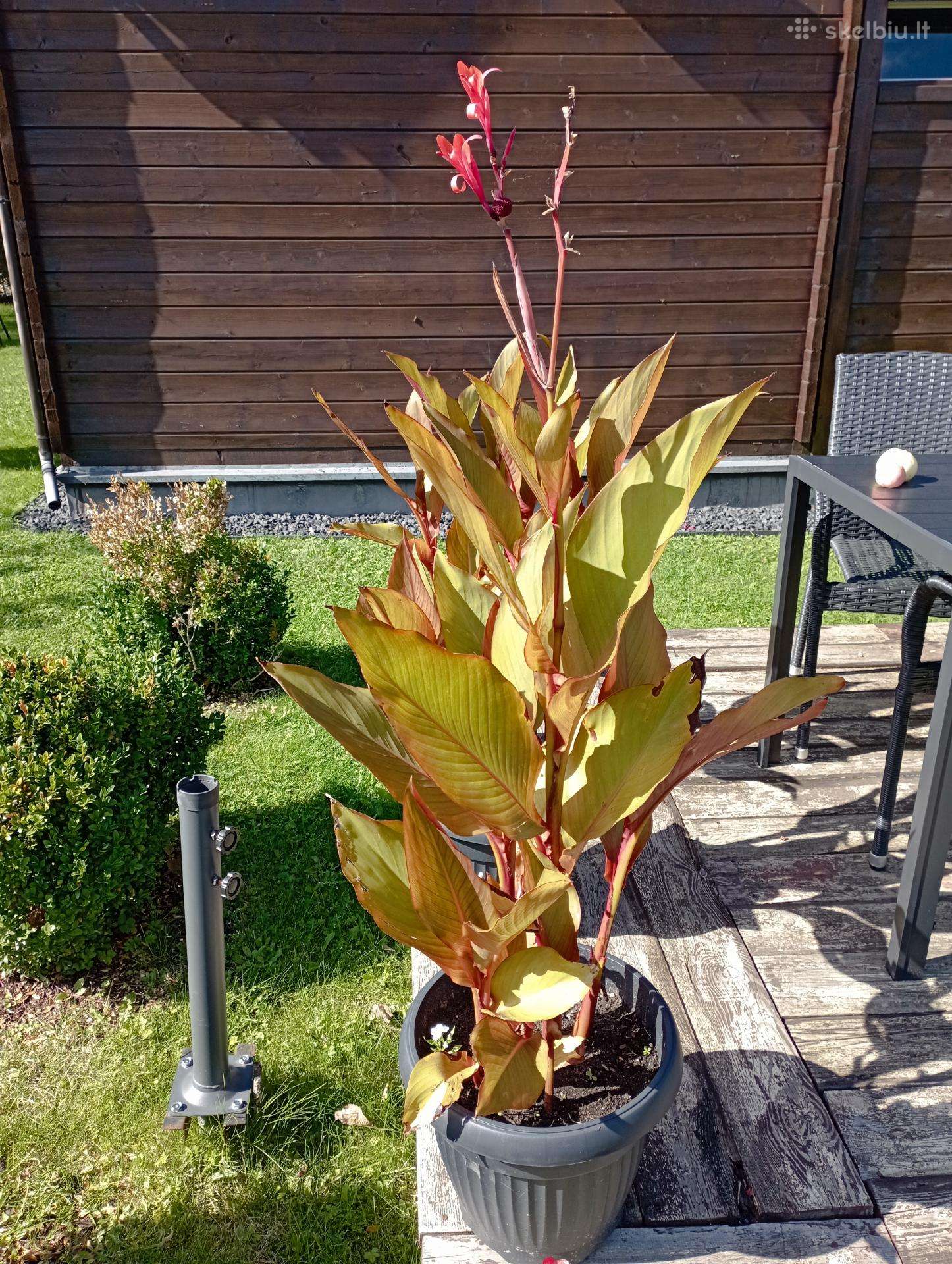 Kanai bordo spalvos