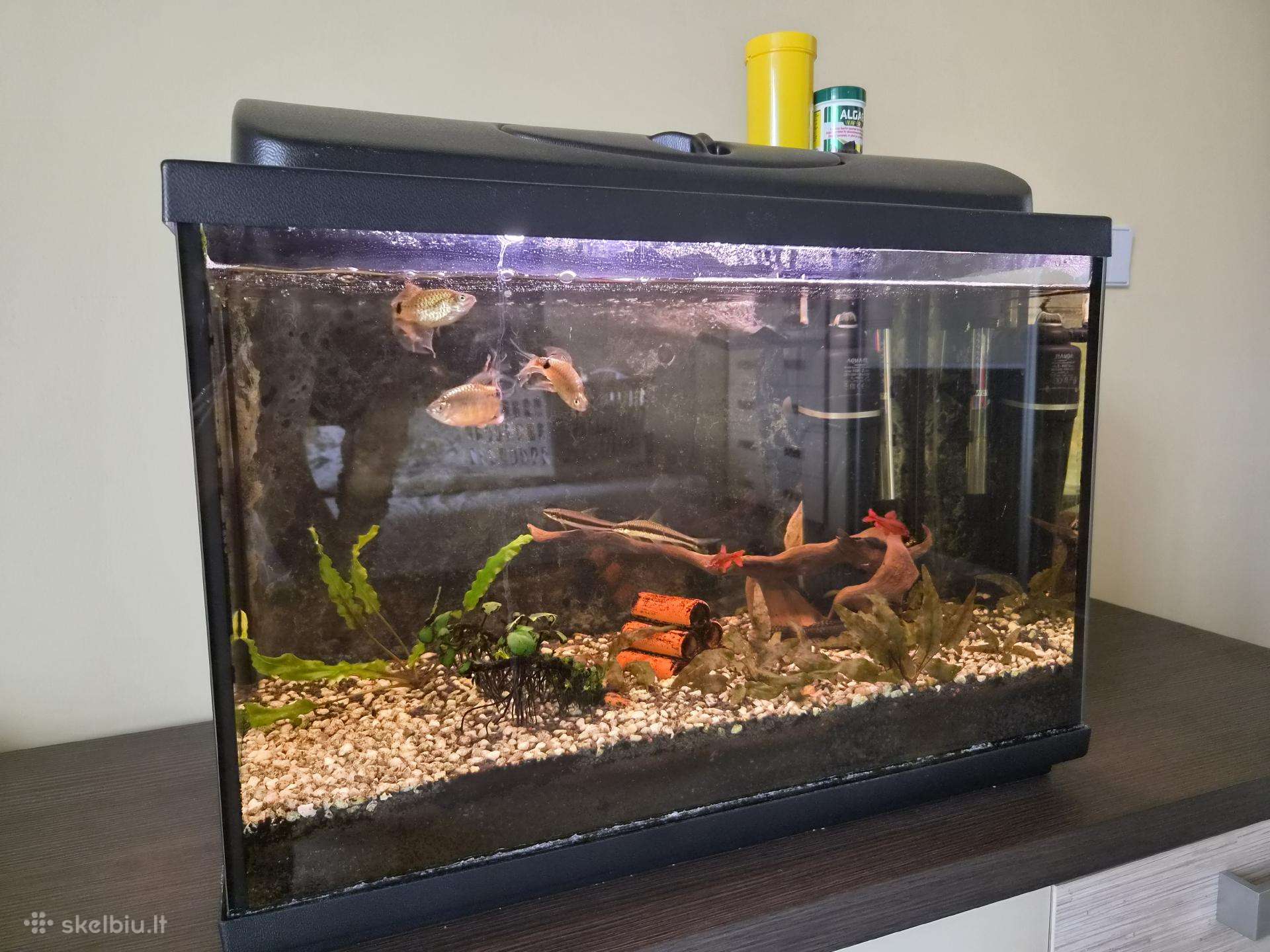 Akvariumas su žuvytėmis