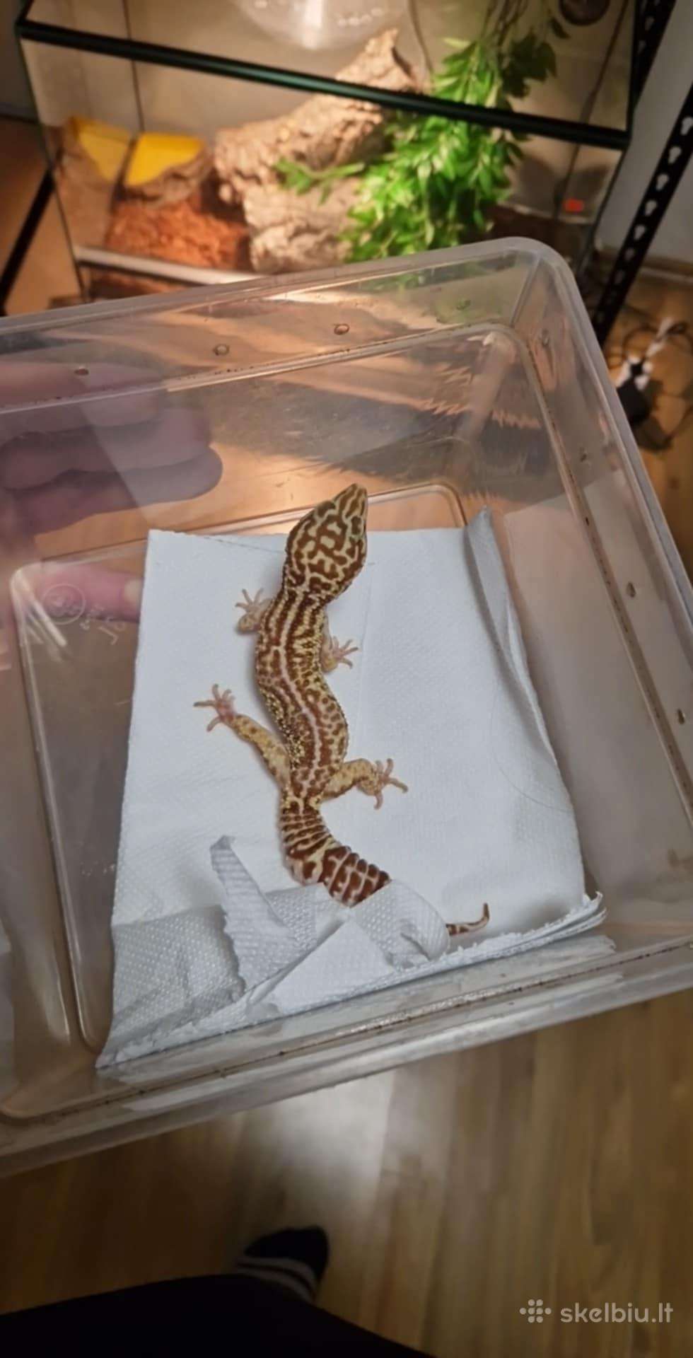 Parduodamas leopardinis gekonas