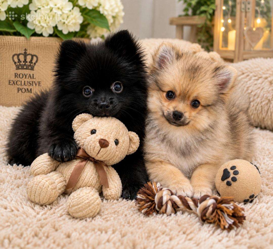 Vokiečiu nykštukiniai špicai pomeranian