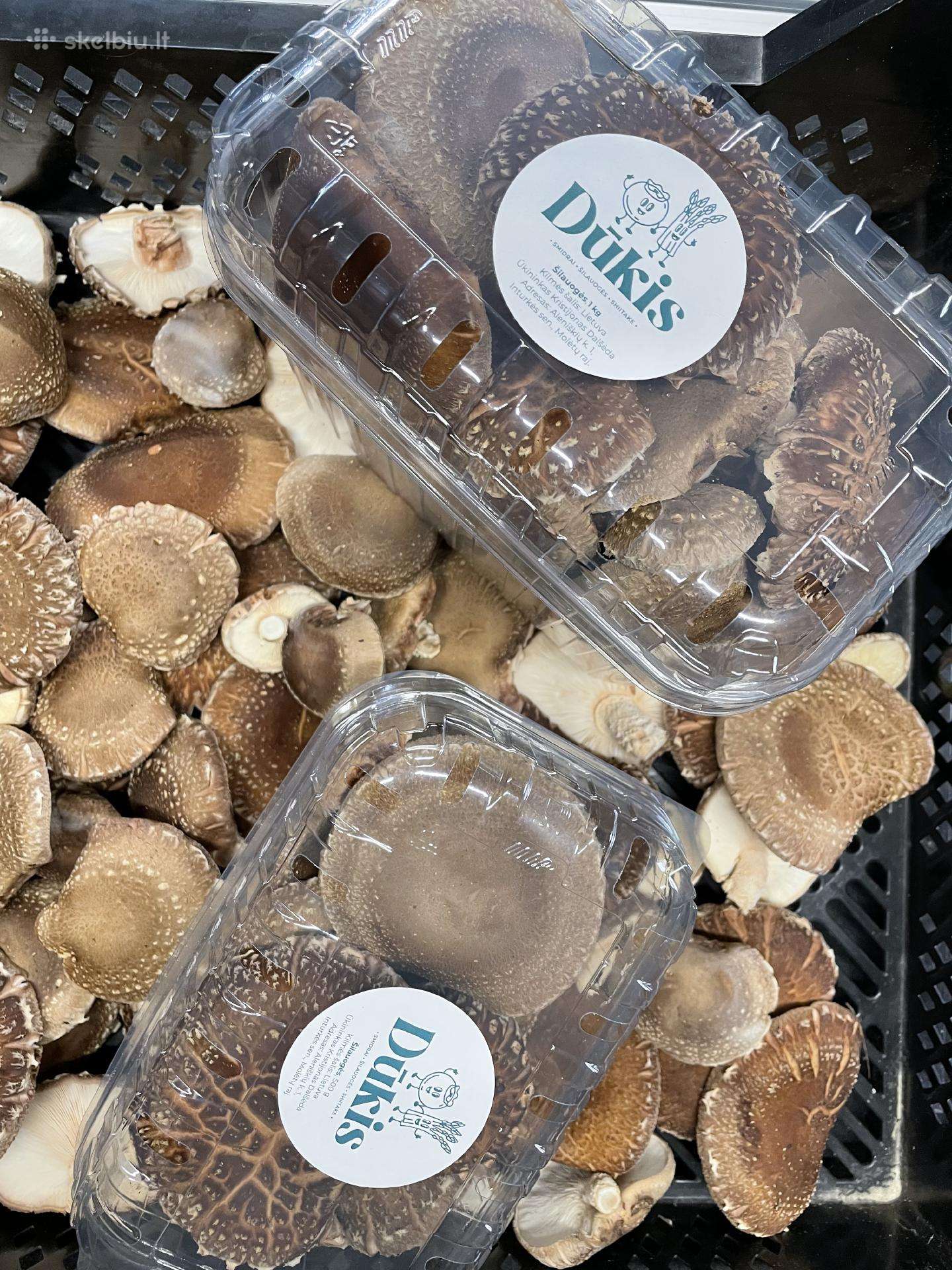 Lauke auginti šitake/shiitake grybai