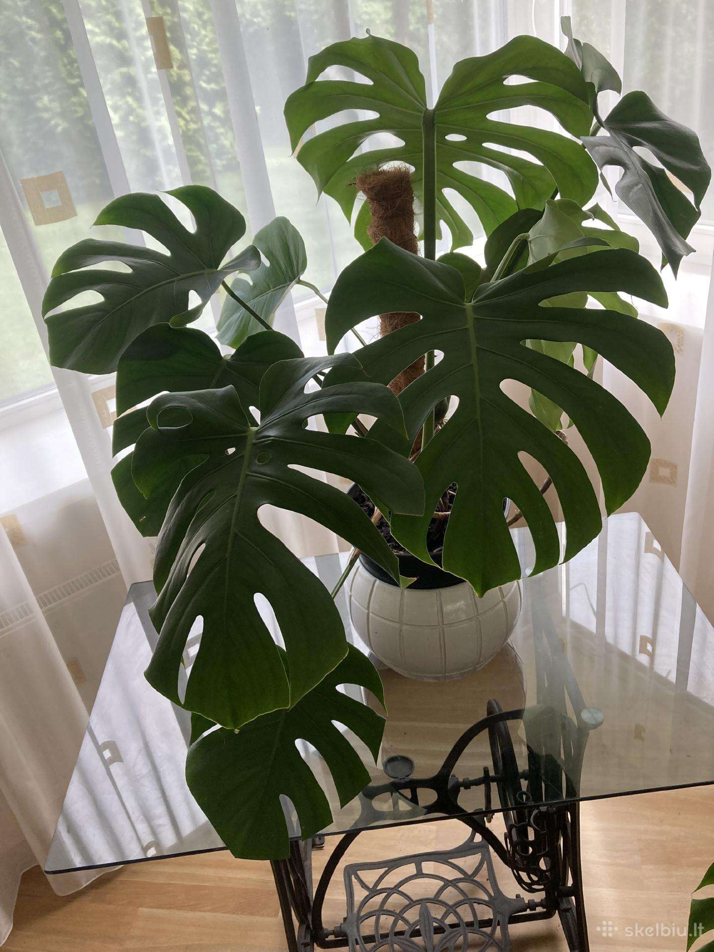 Monstera Deliciosa