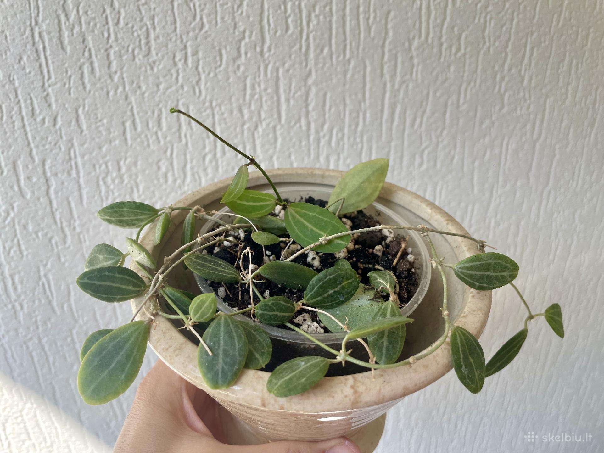 Dischidia ovata Watermelon
