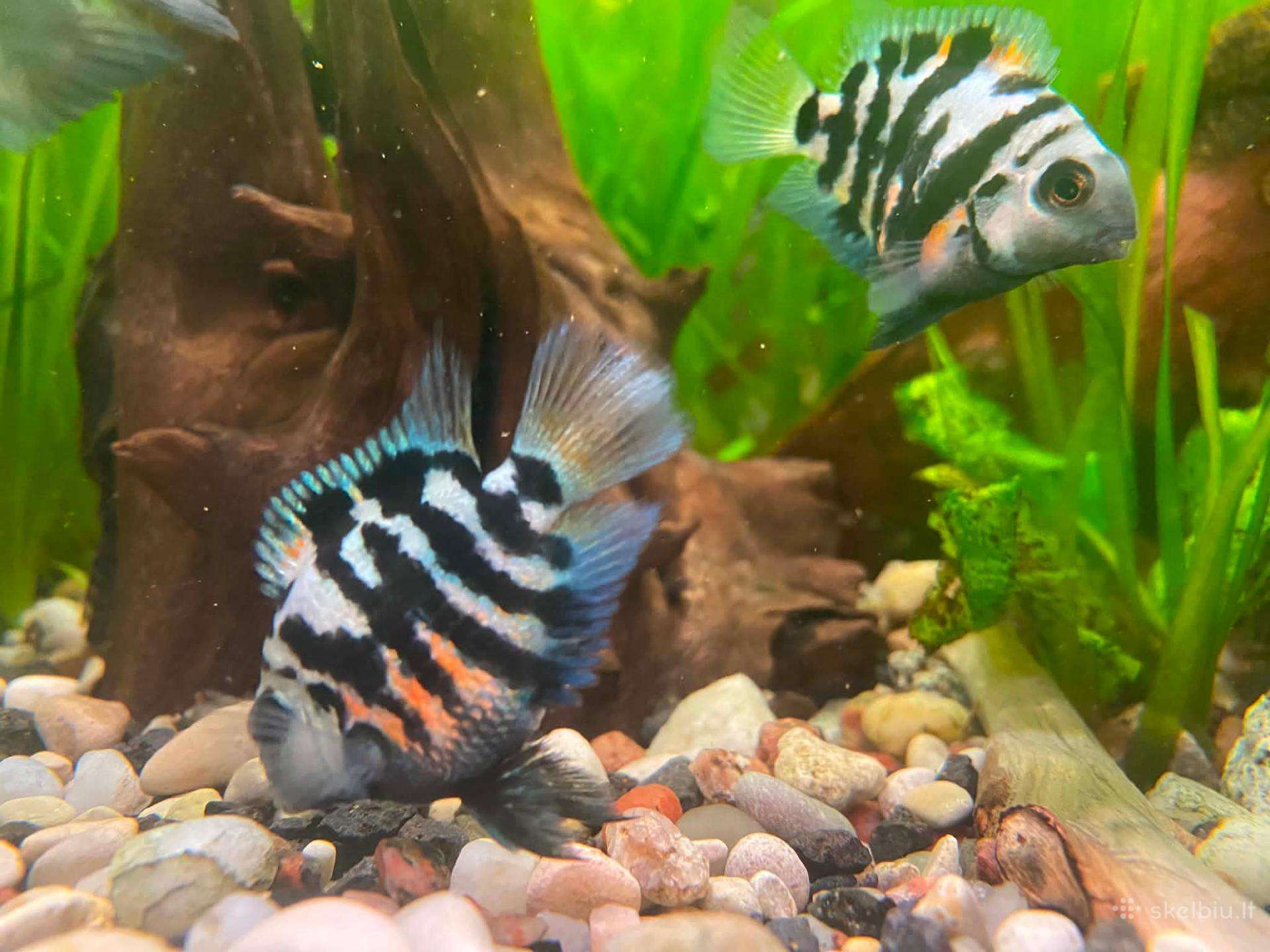 Parduodu akvariumines žuvytes papūgas