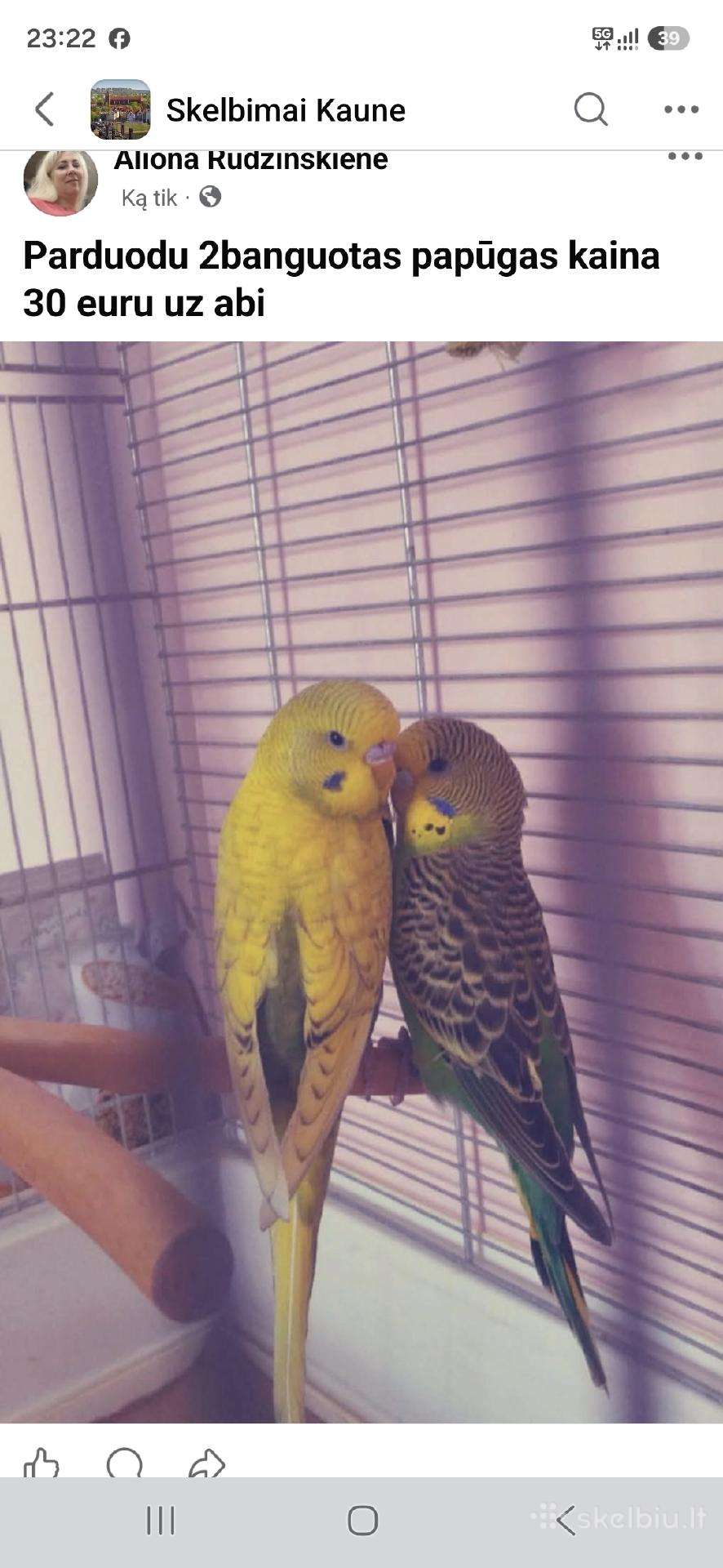 Banguotos papugos