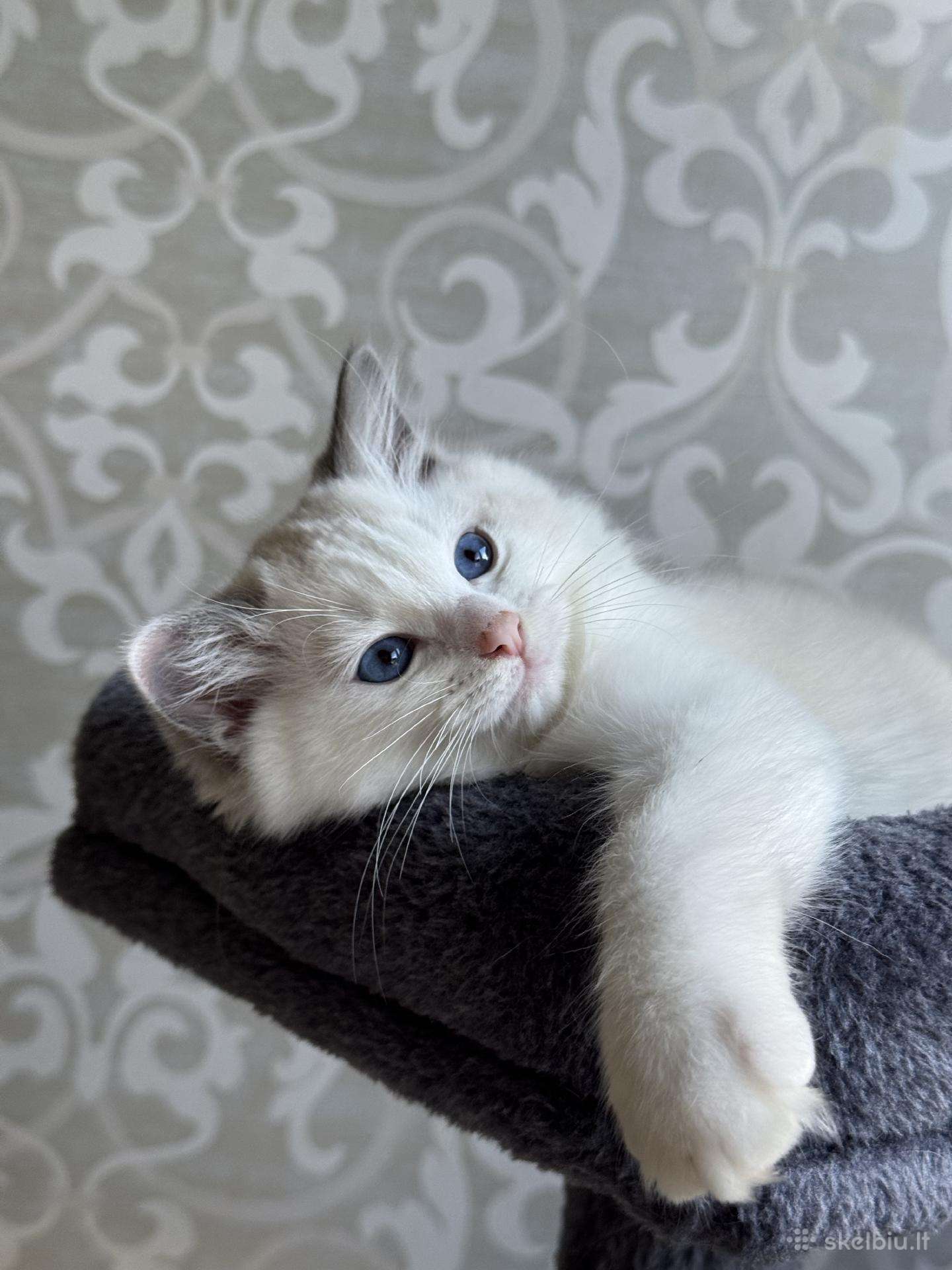 Ragdoll kačiukai (Skudurinukės)
