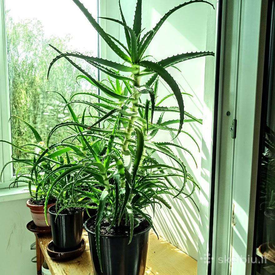 Kambarinė gėlė alijošius (Aloe vera)