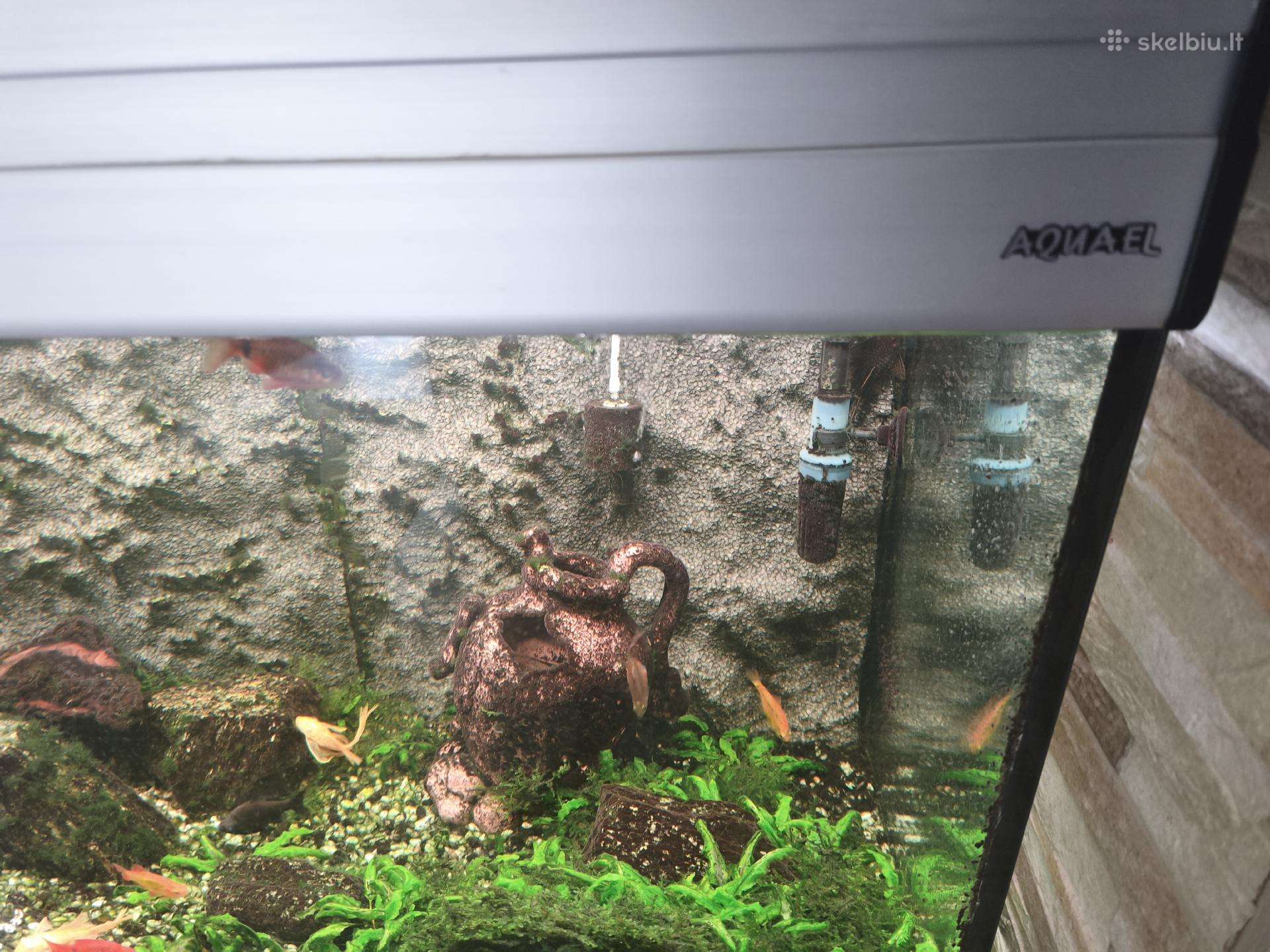 Akvariumas