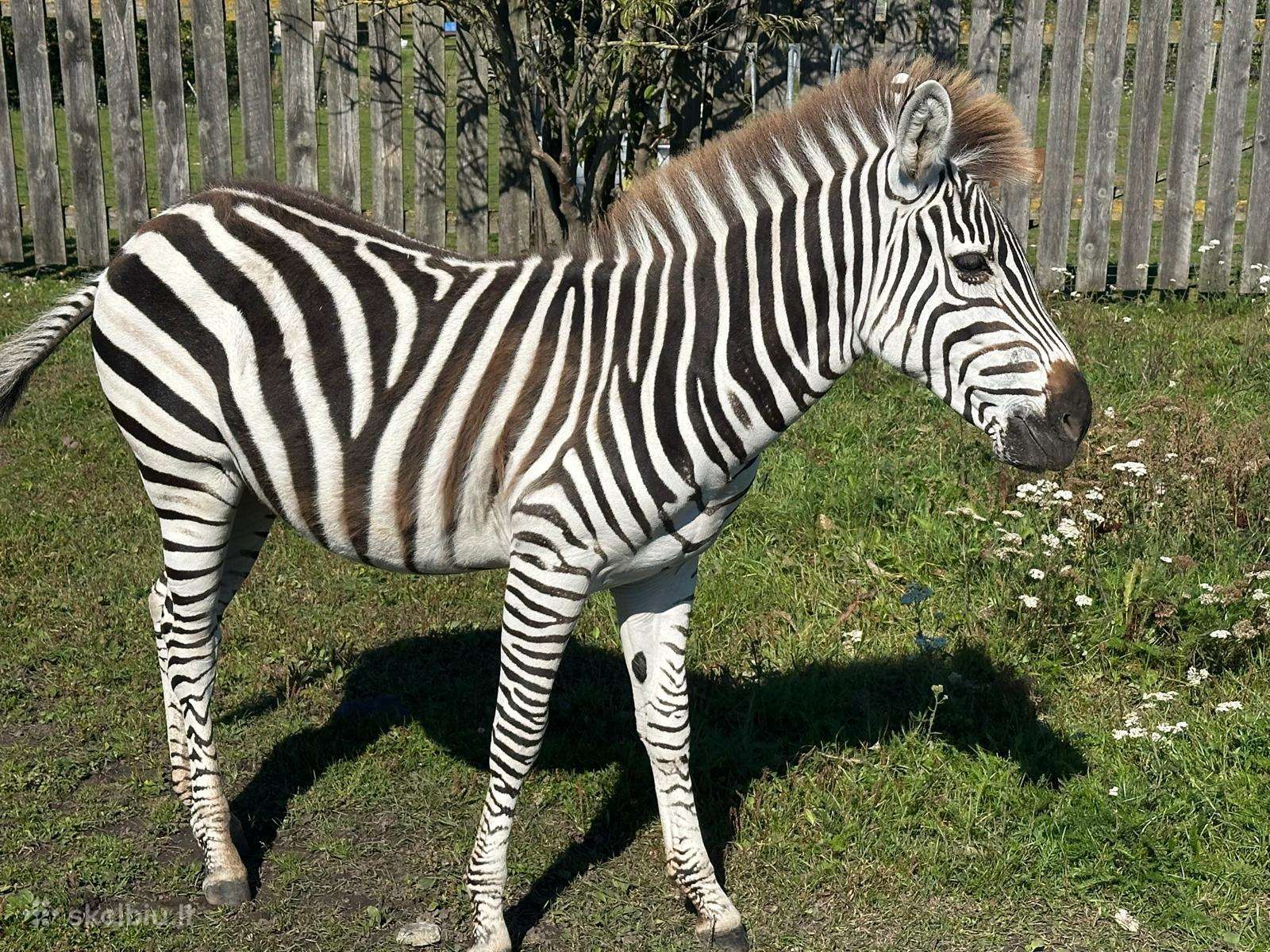 Zebras
