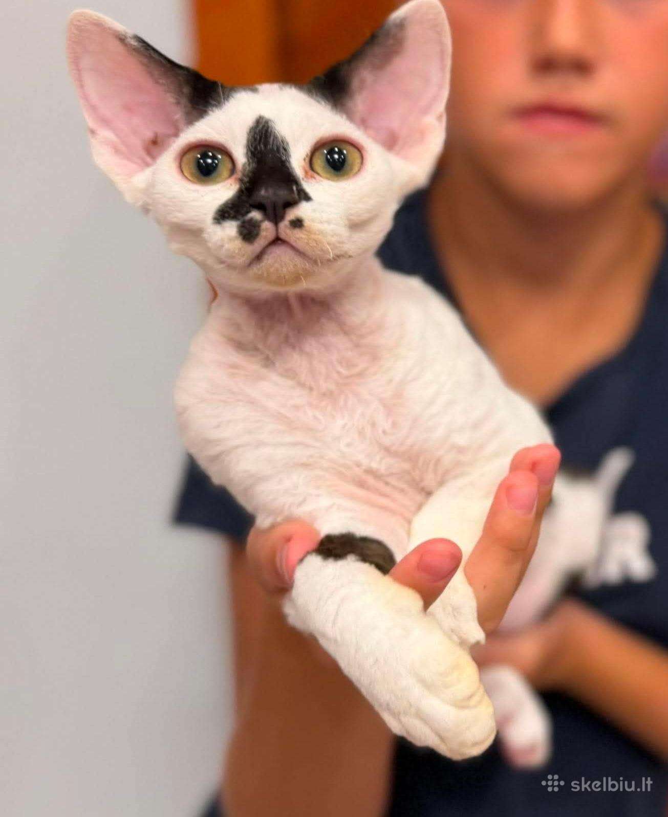 Devon rex