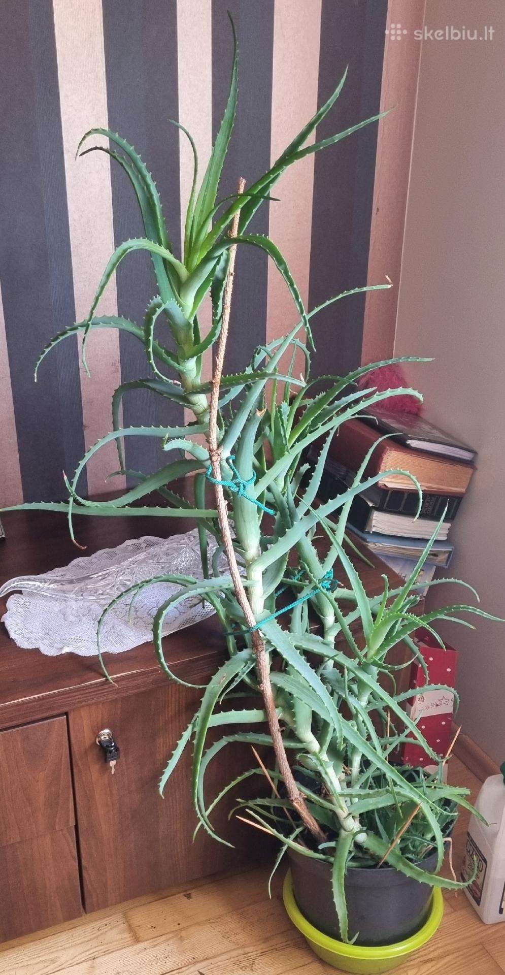 Parduodamas Alijošius virš 4 metų amžiaus