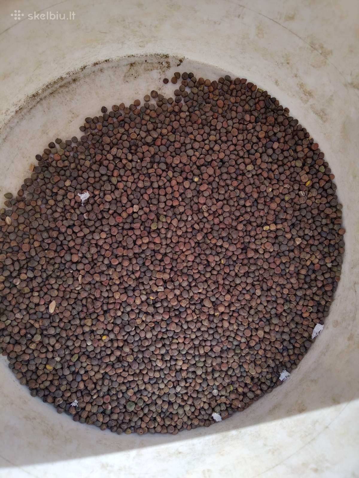 Zieminiai vikiai 1e/kg pristatau