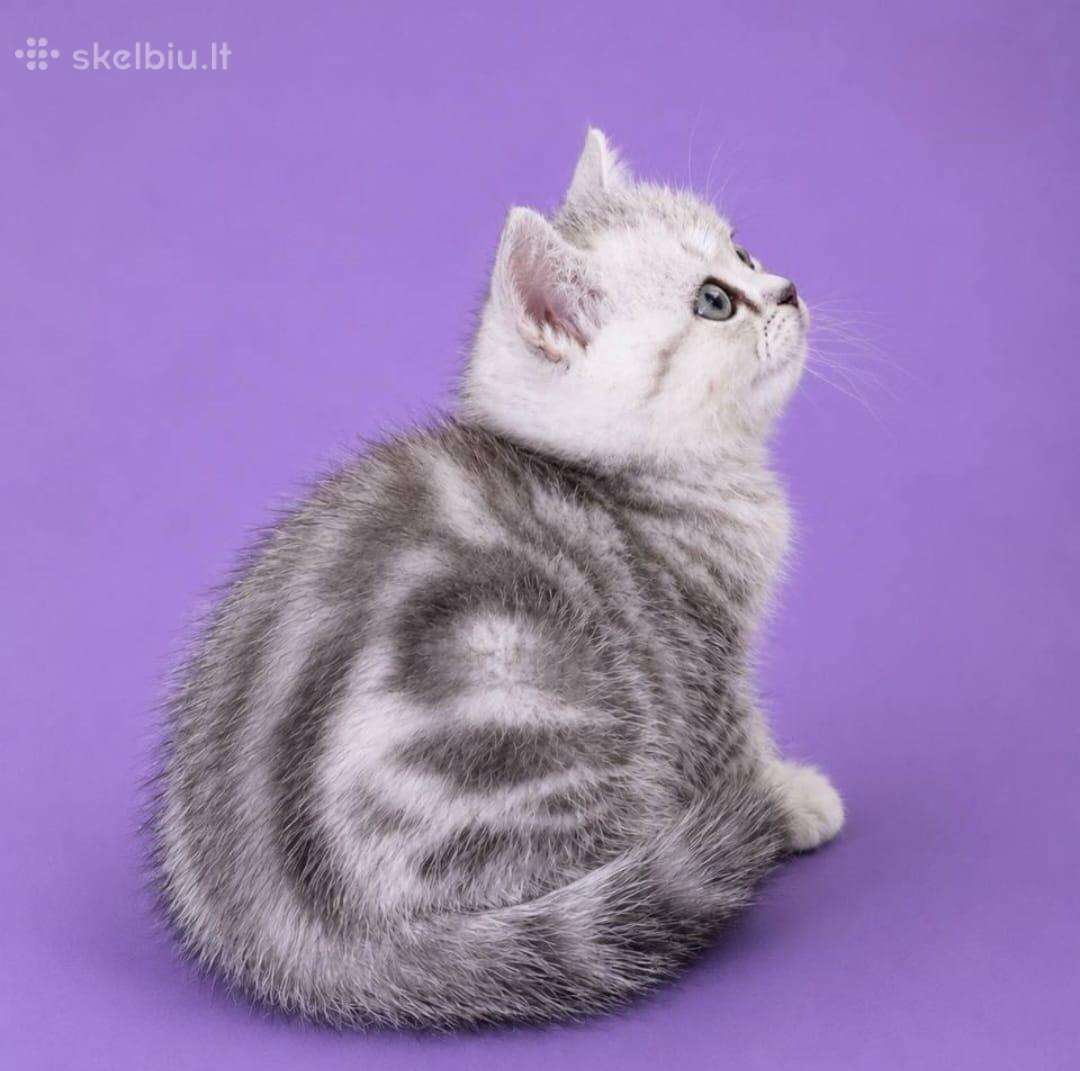 Vienetinės Whiskas spalvos berniukas