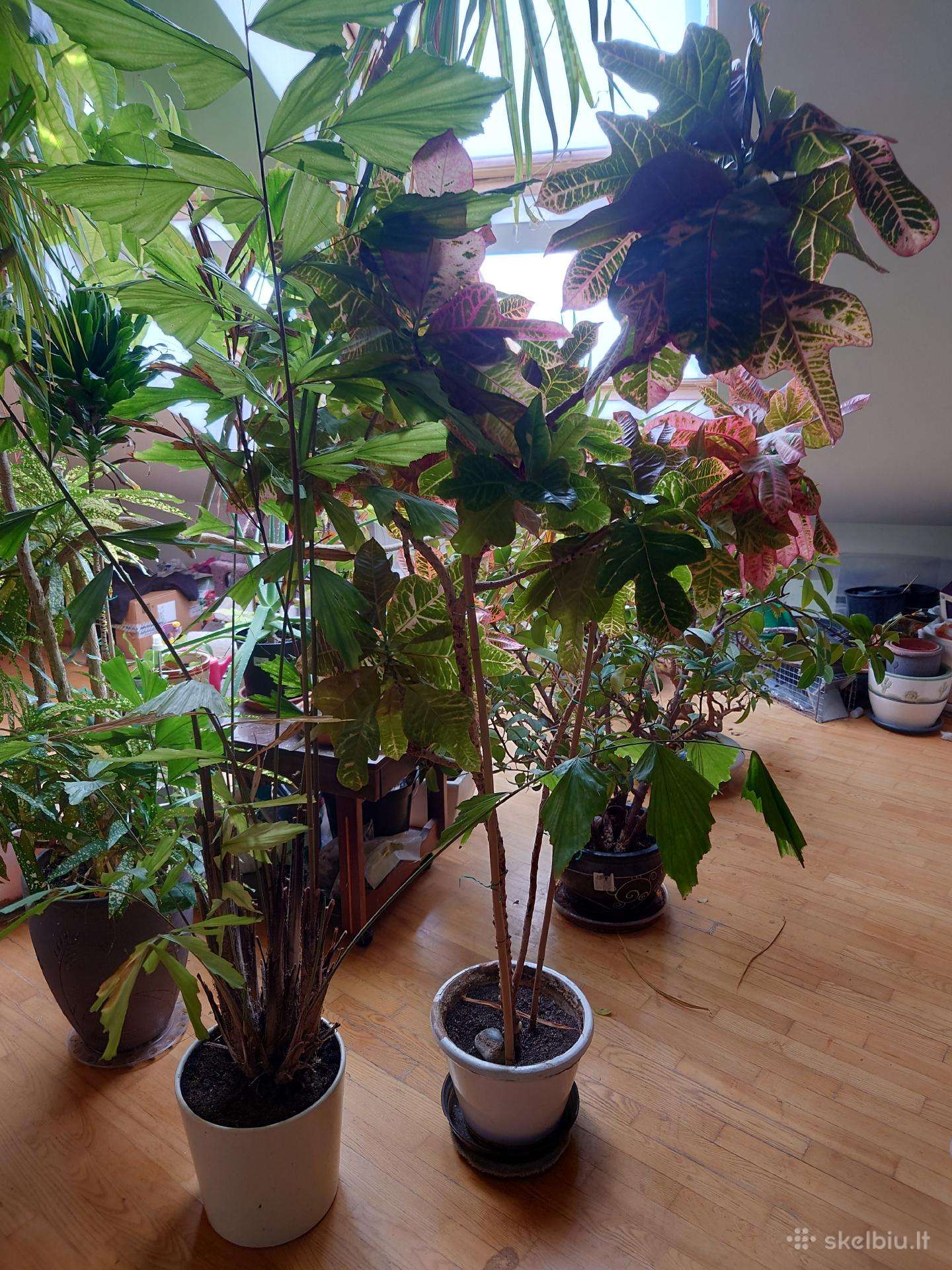 Krotonas Krotonai Codiaeum kambarinės gėlės