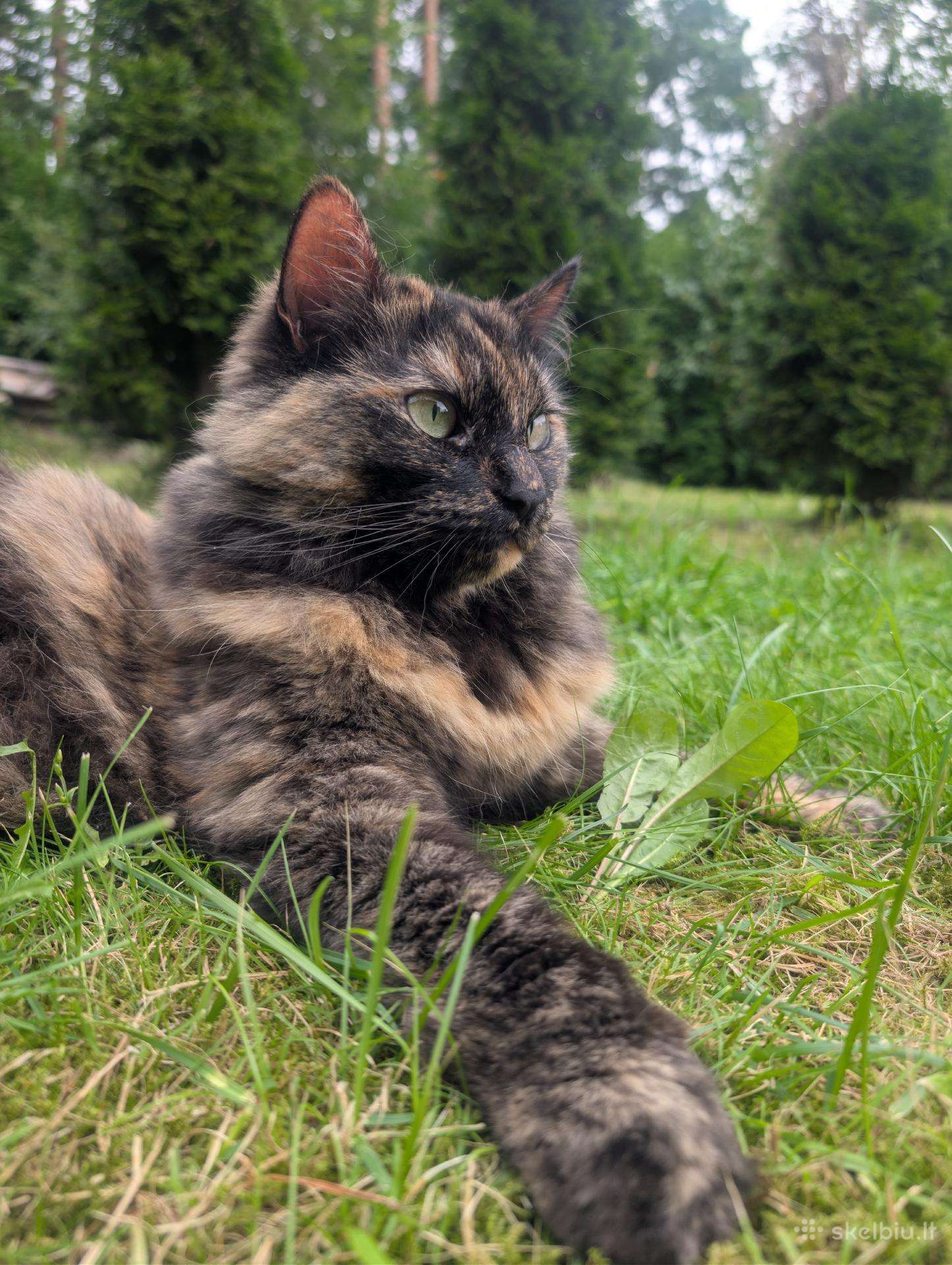 Helai ieškome naujų, mylinčių namų