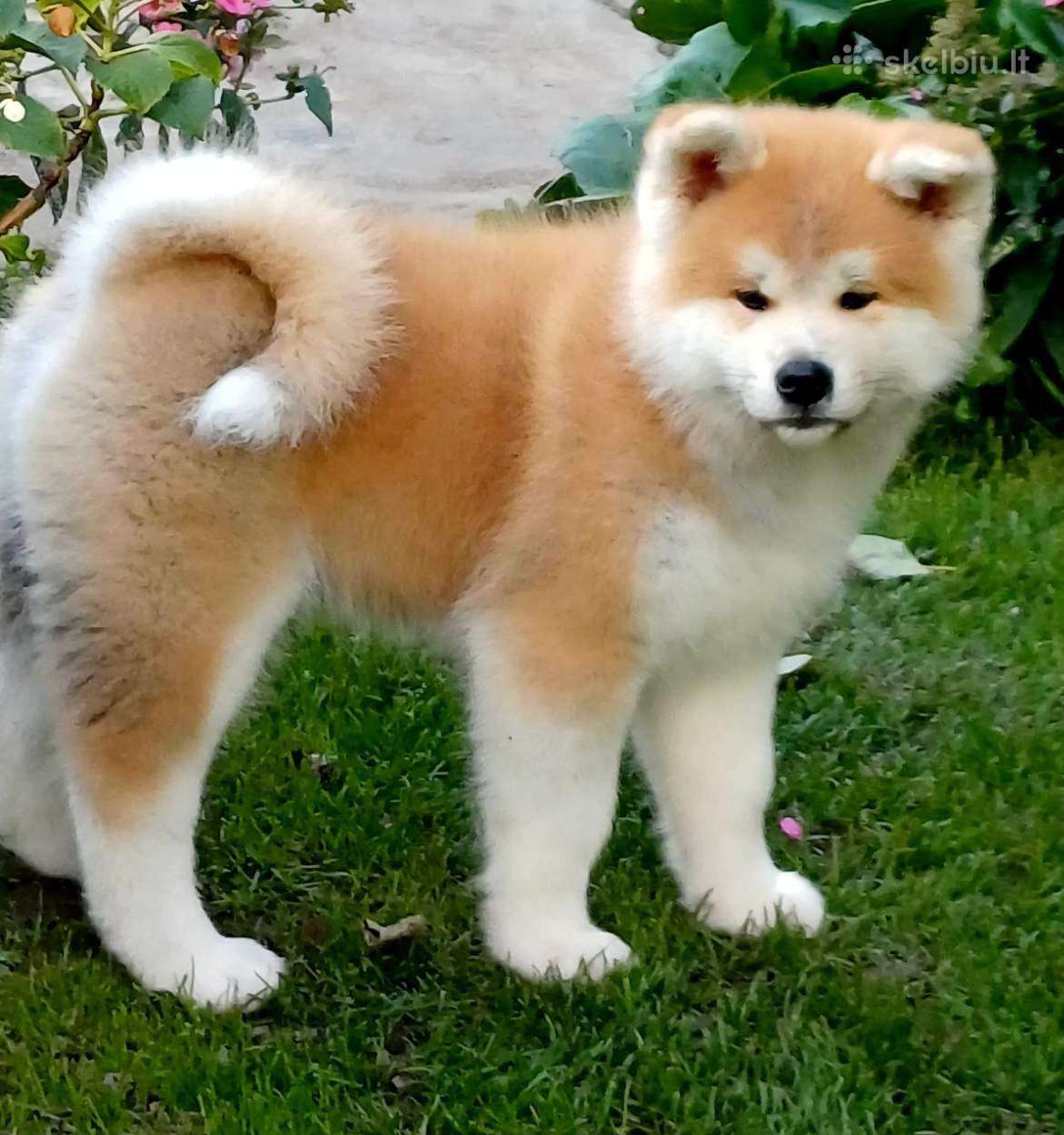 Akita inu vada.