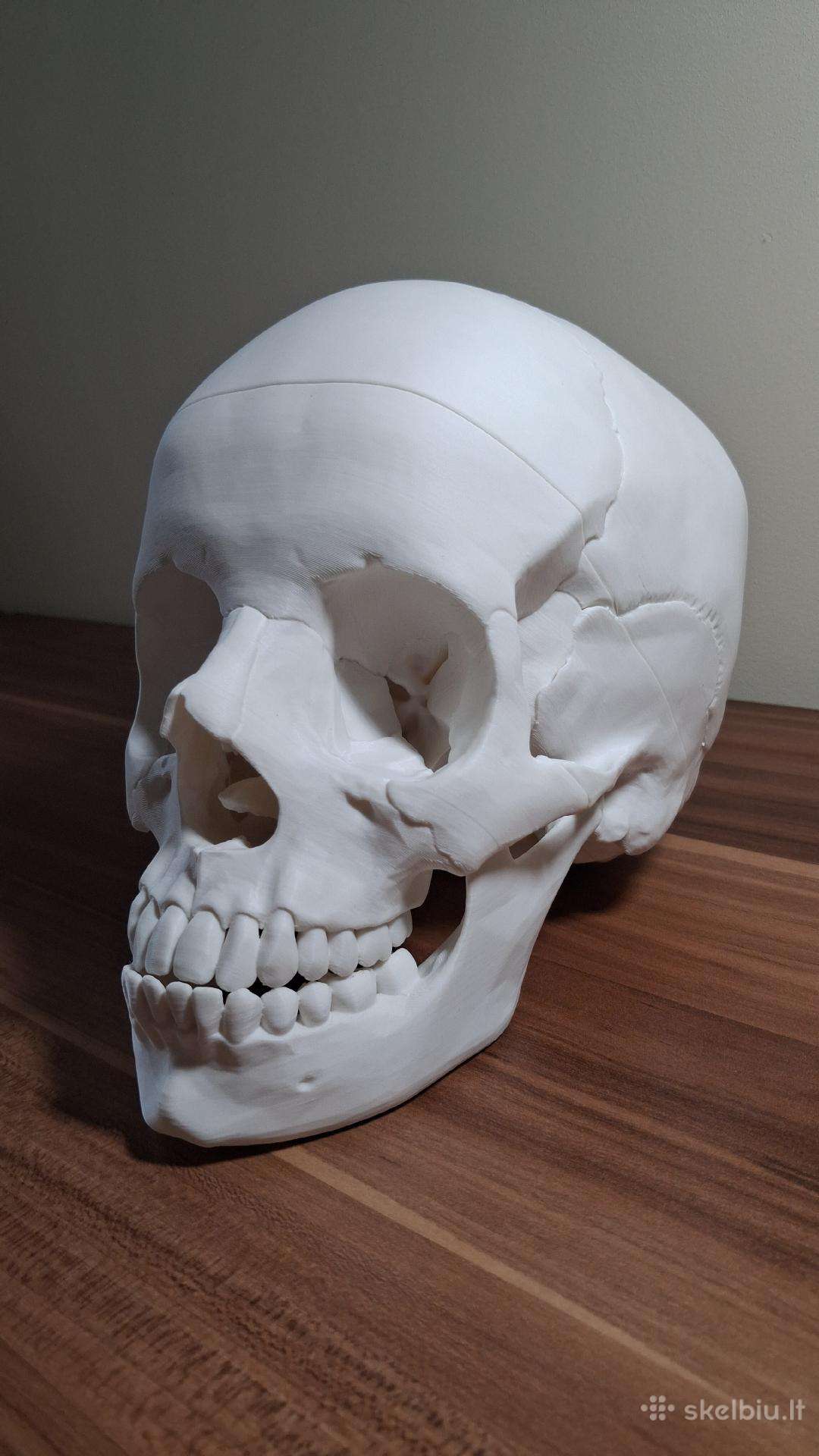 Žmogaus kaukolės modelis (3 dalys)