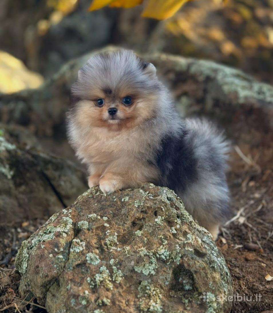 Liko 1 Žydro marmuro Super Mini mėlynomis akim