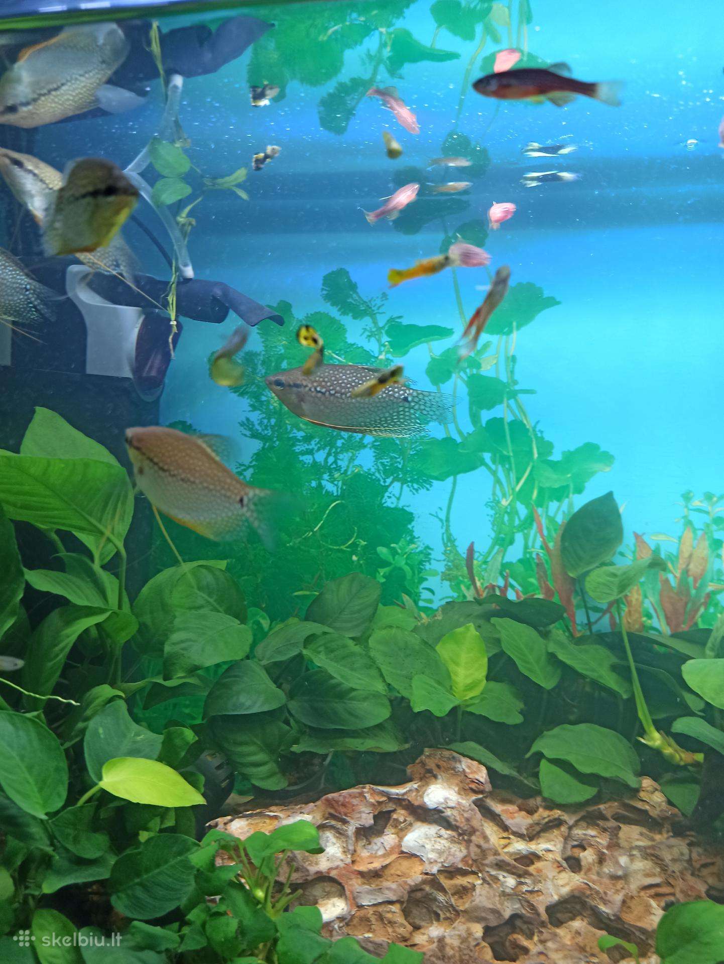 Dovanoju Akvariumo zuvytes