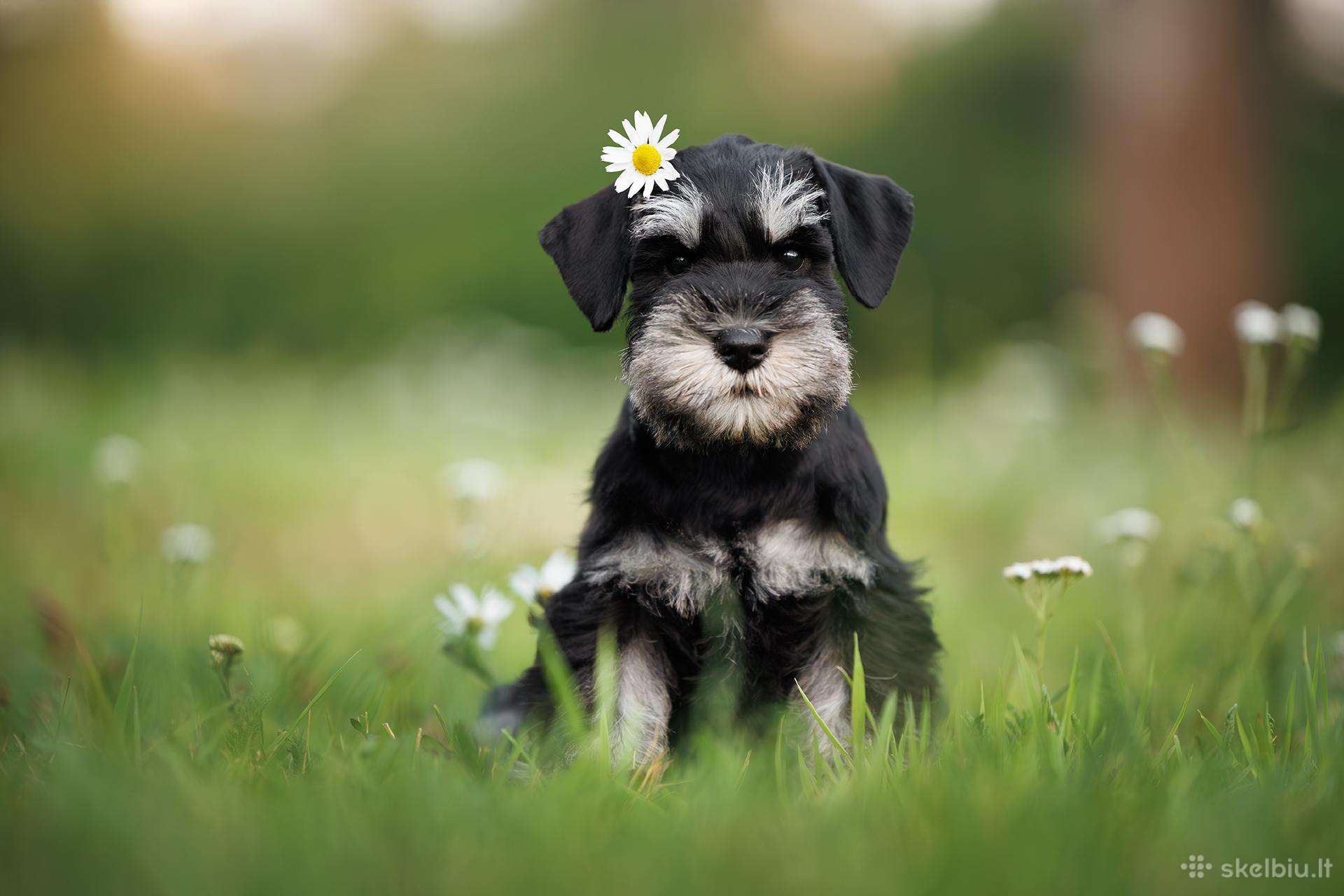Miniature schnauzer puppy