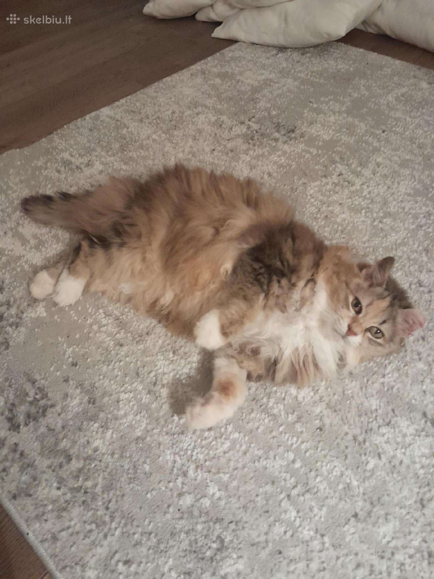 Princesė, benamėlė