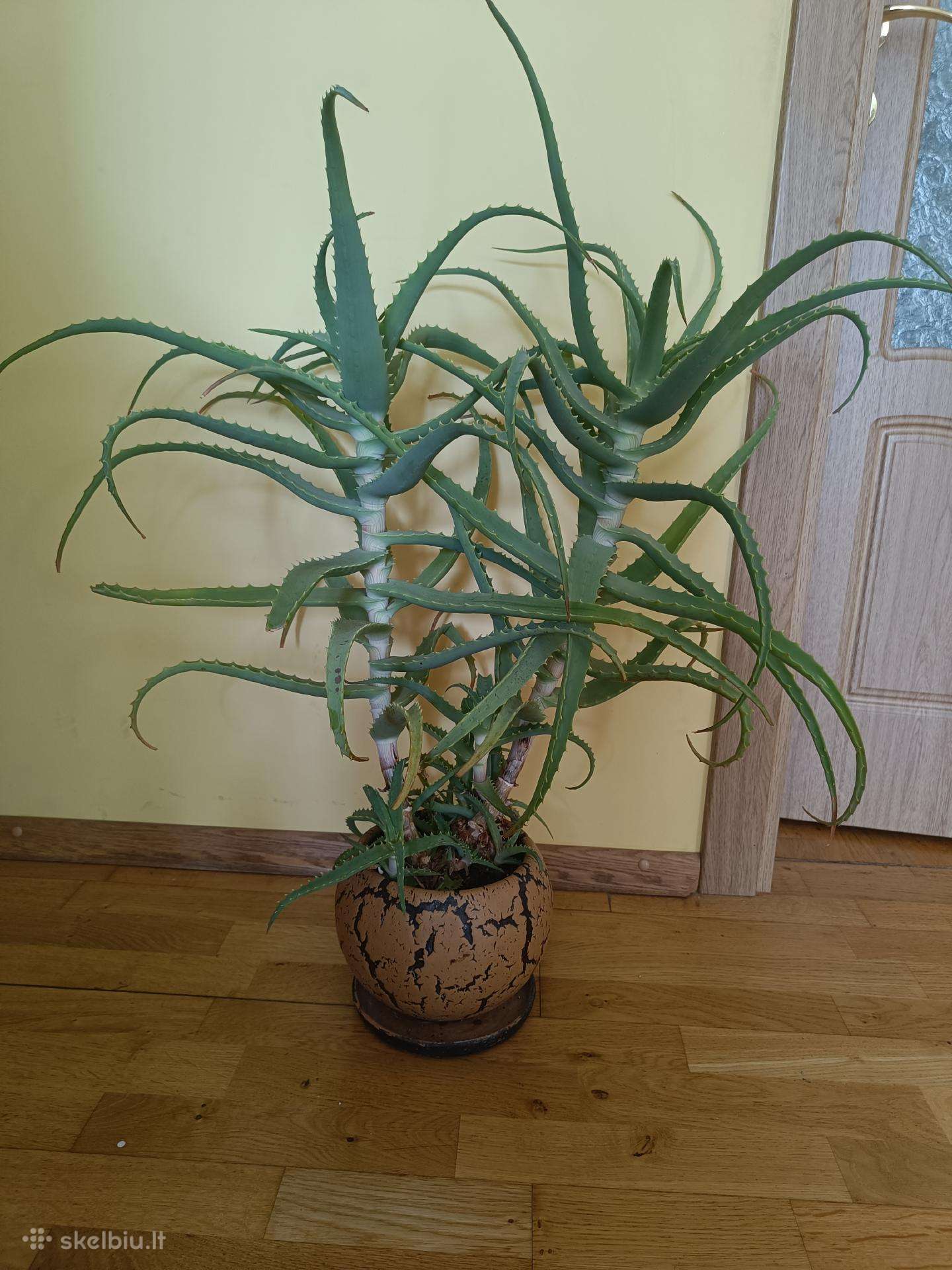 Alijošius _ Aloe Vera