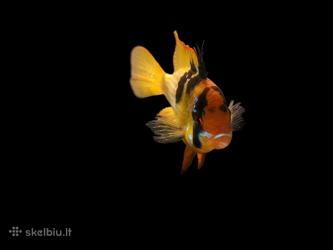 Apistogramma Ramirezi