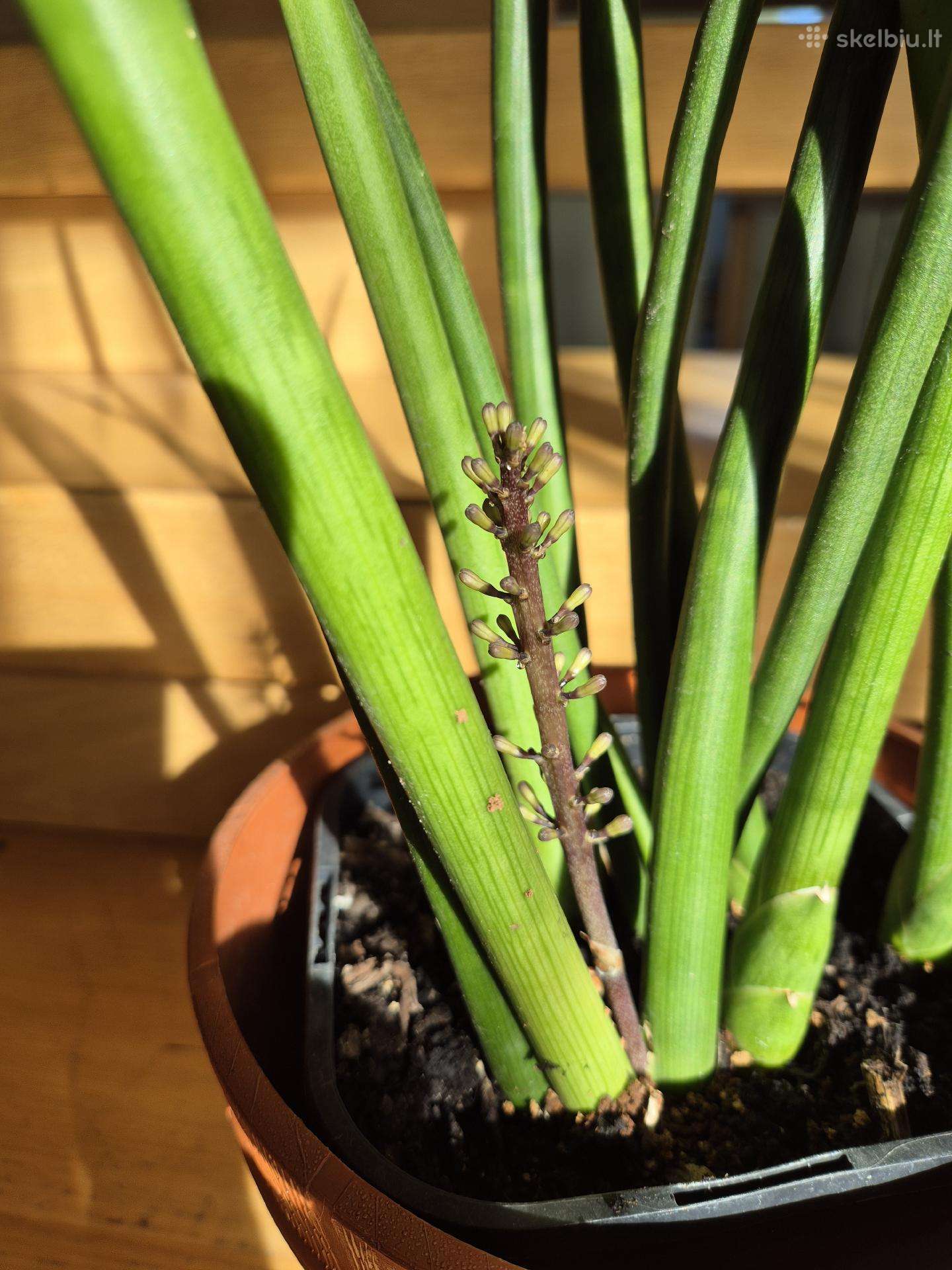 Kambarine gele"sansevjera cylindruca".