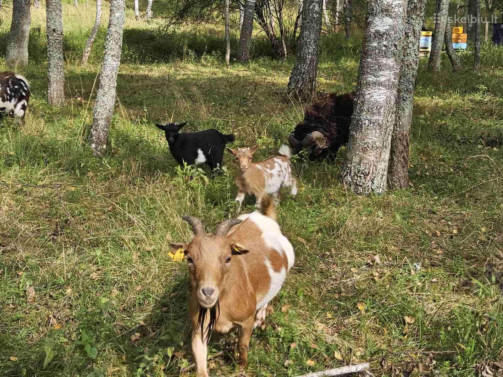 Parduodamos dvi olandų mini veislės ožkytės