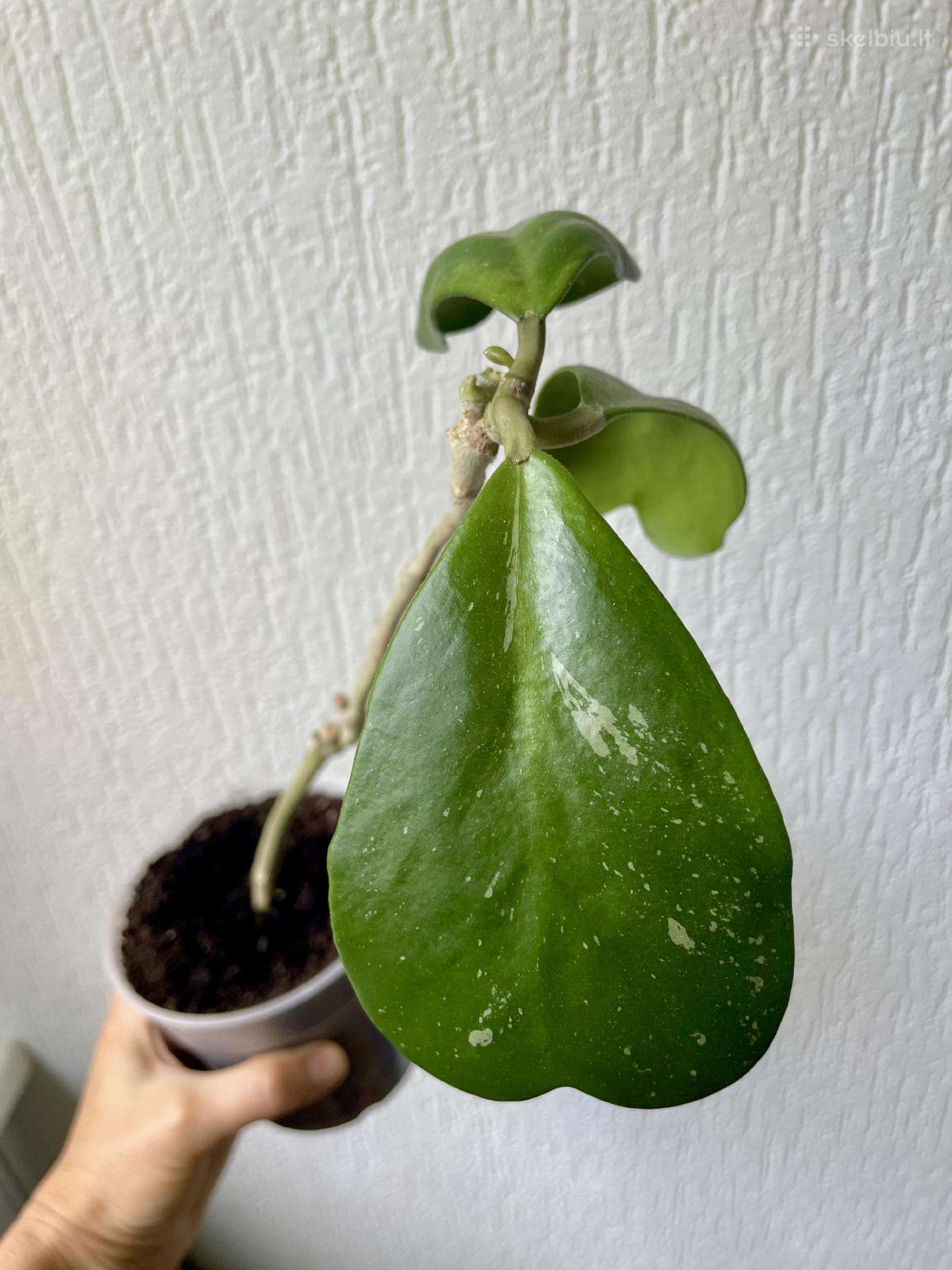 Hoya Kerrii